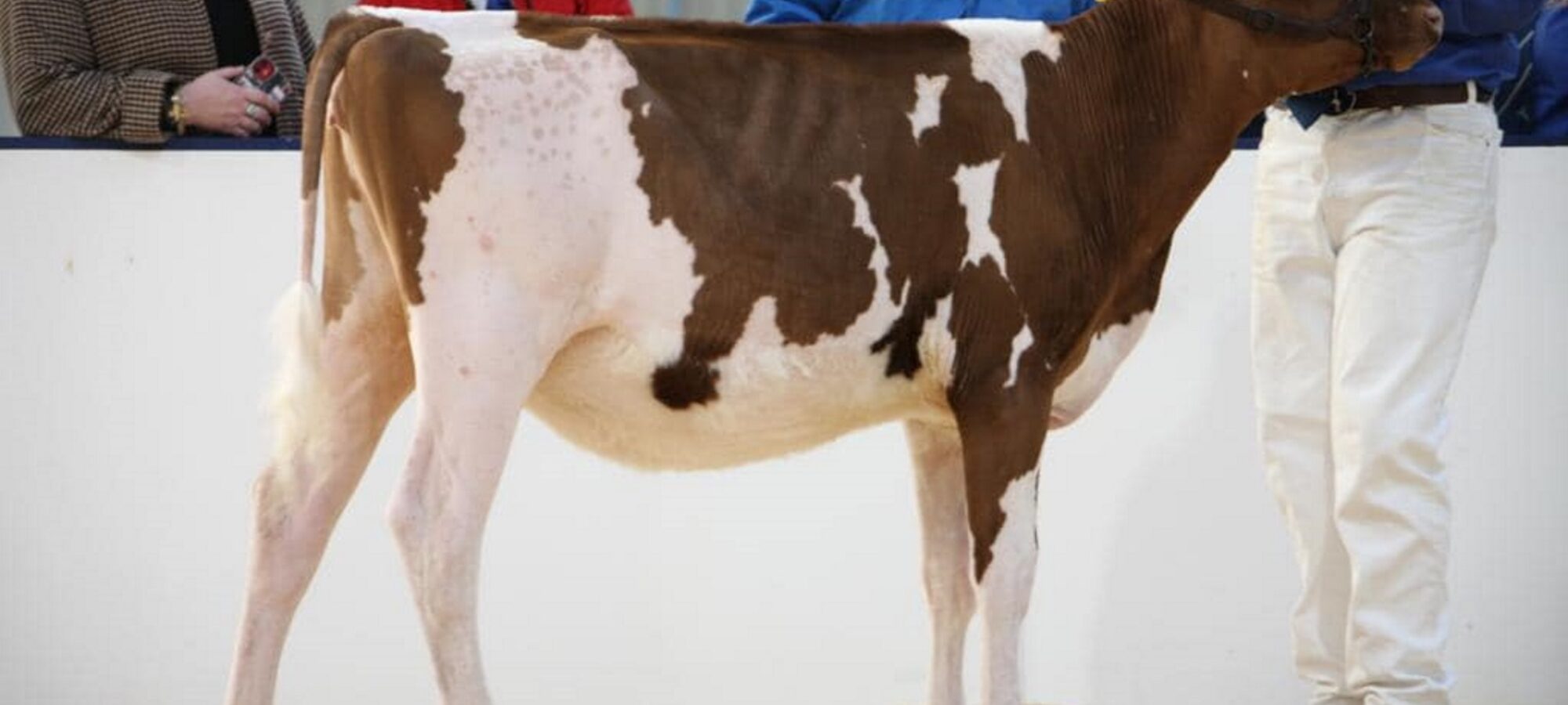 Carnell Hail Snowdrop 2 - Sired by Brieryside Hail