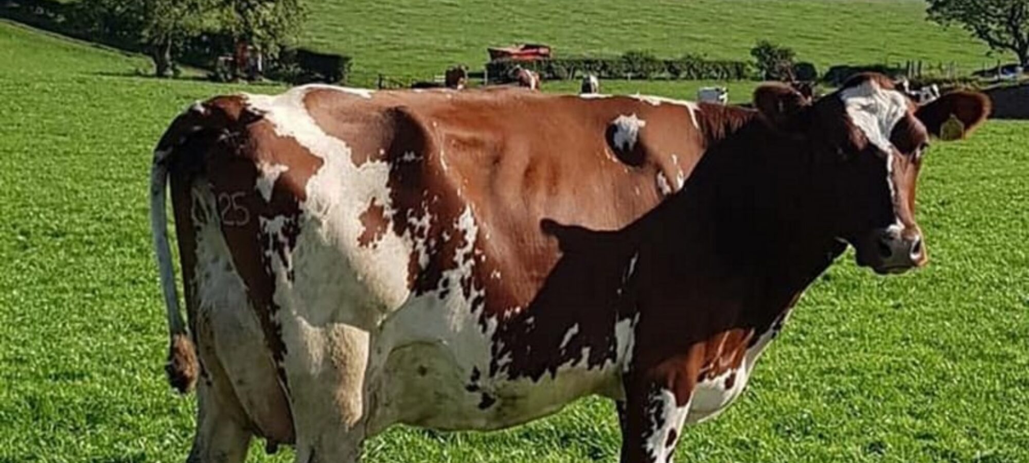 One of his many outstanding daughters, this one in the Carnell herd.