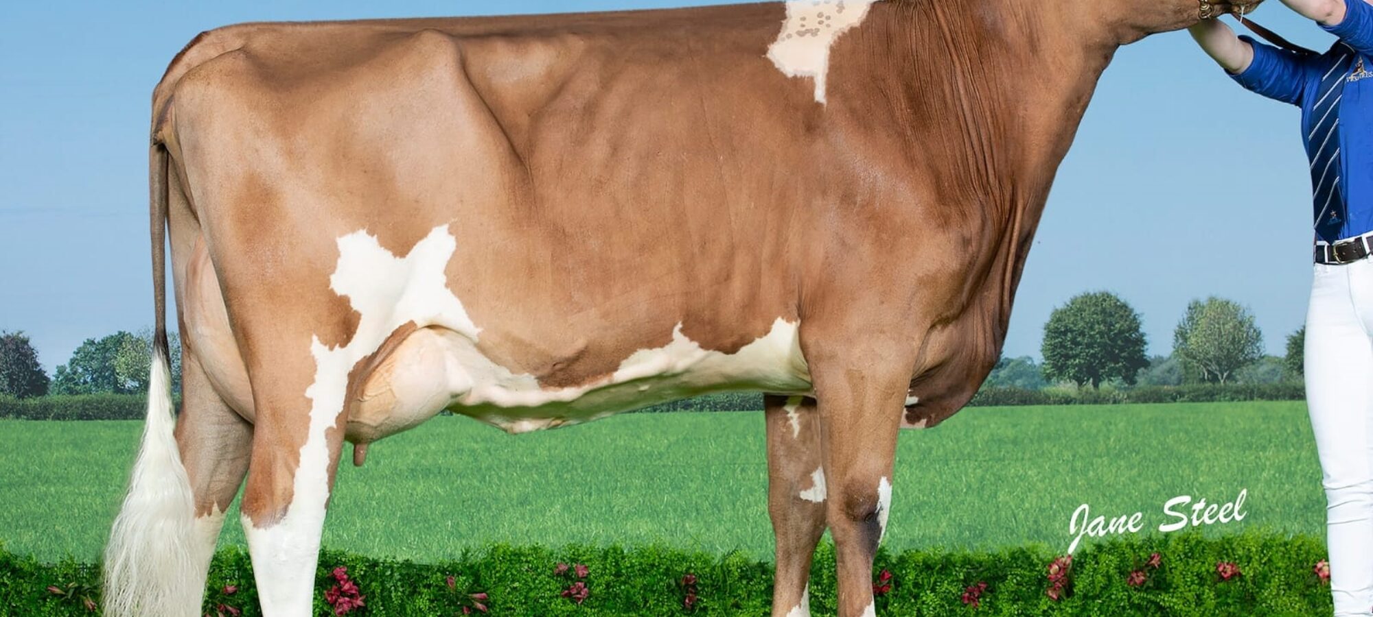 Sired by Moathouse Monopoly - Carnell Snowdrop 539