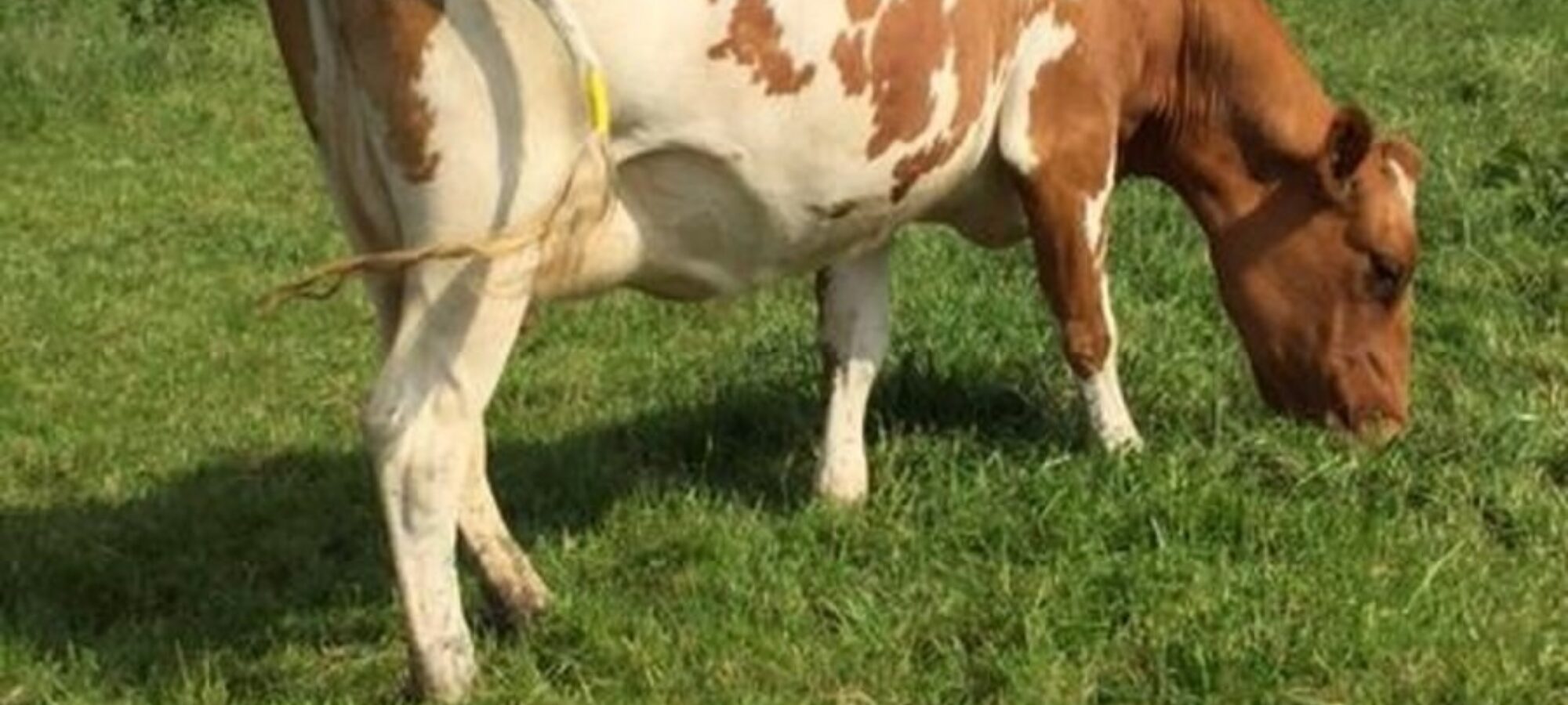 A fantastic daughter in the Willhome Herd