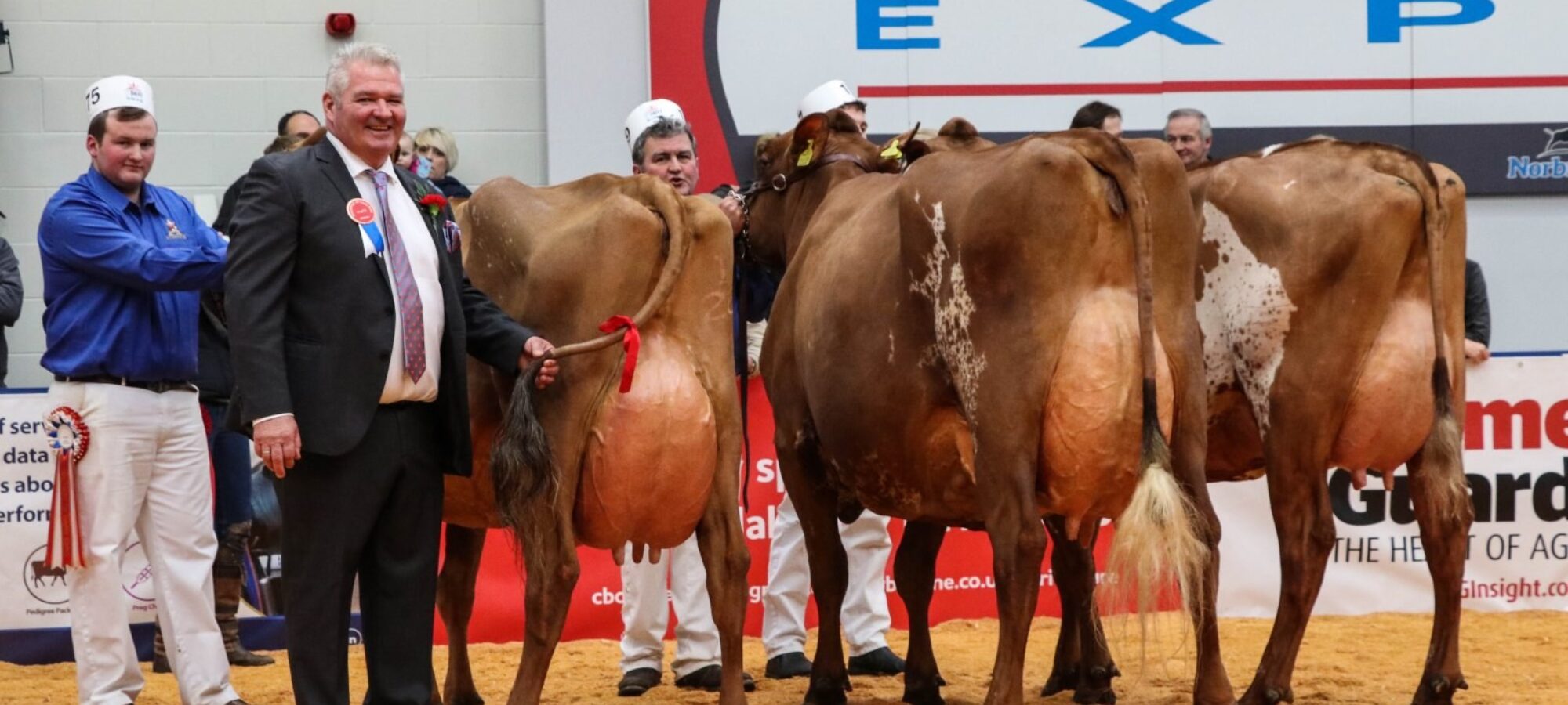 UK Dairy Expo Champion Changue Martha 49 Reserve Halmyre Urr Louise 283 Hon Men Brocklehill Burdette Honey
