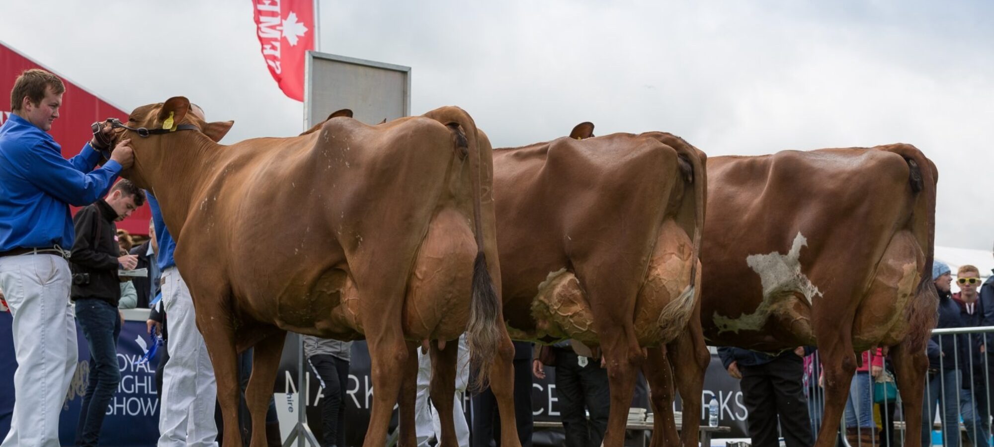 Left to Right Breed Champion - Reserve Champion and Honourable Mention