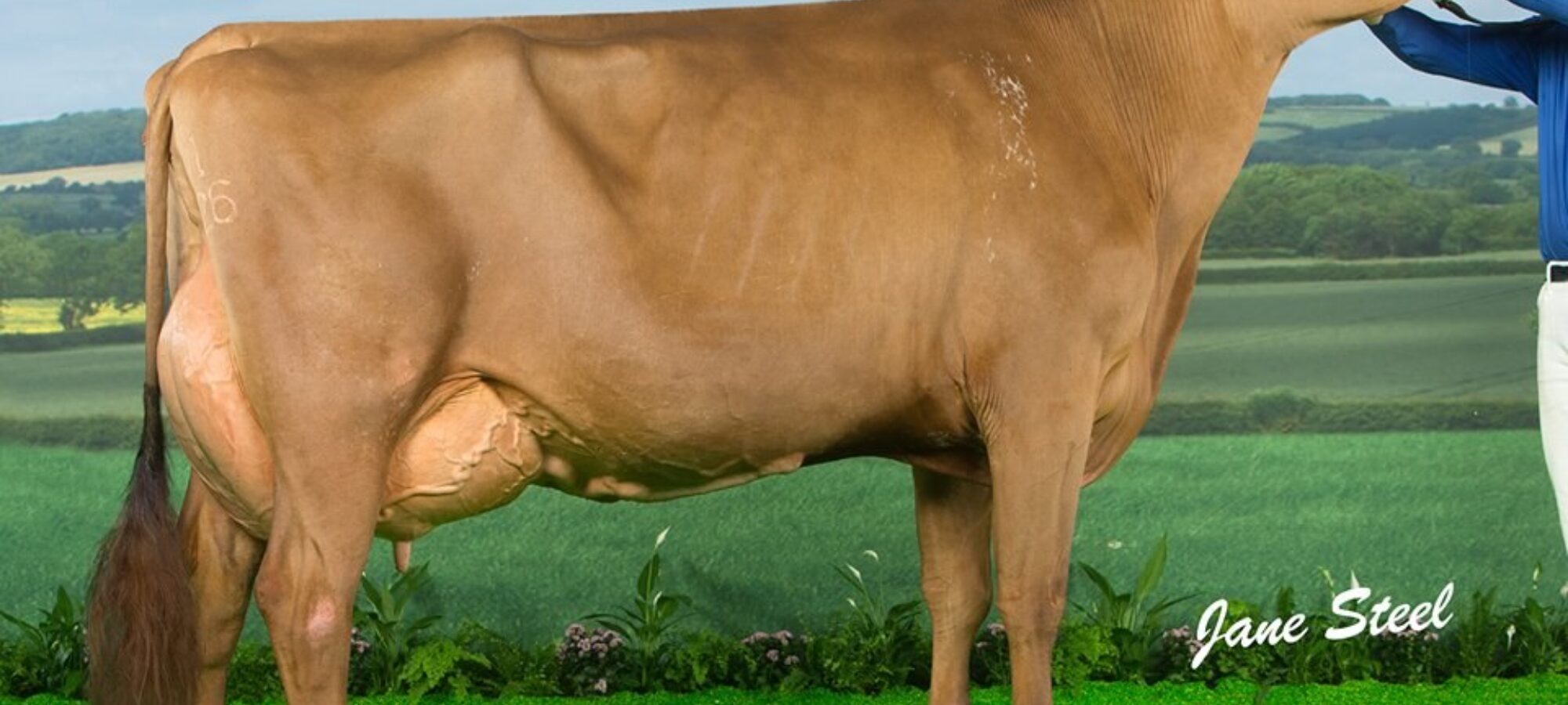 Changue Martha 49 EX95 2E - An example of a cow sold in the last Changue reduction sale purchased by M & C Bryson