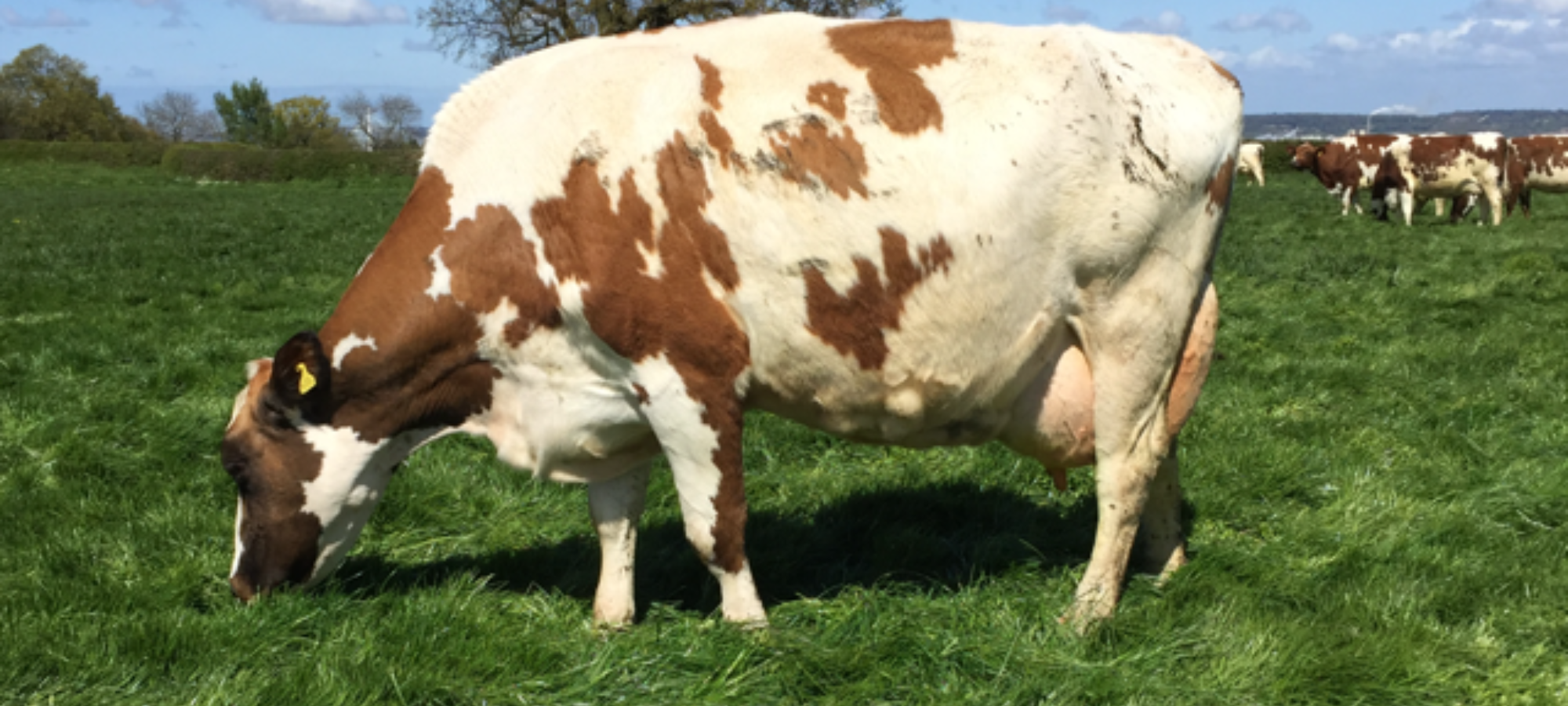 Stamford Charm 59 - EX96 (5E)
