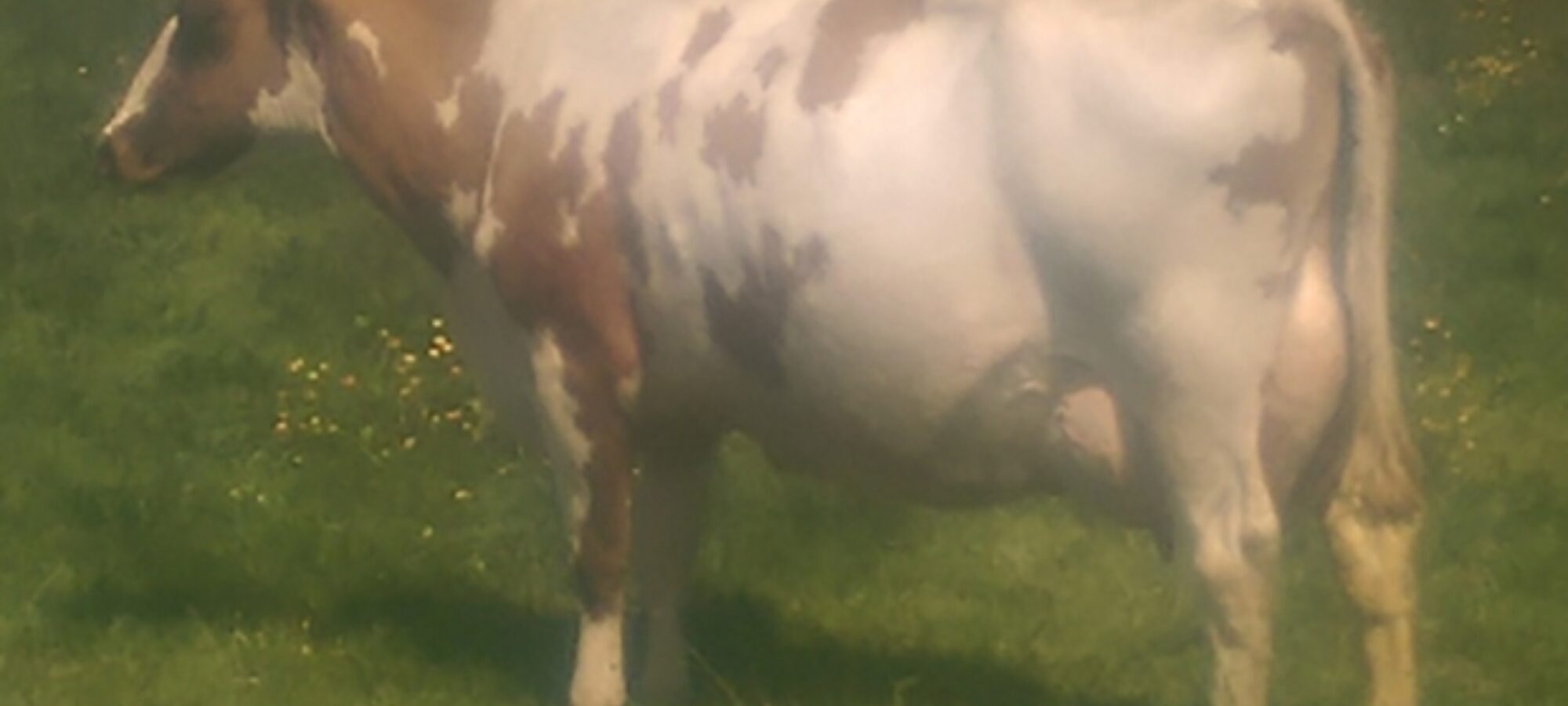 Stamford Charm 59 EX 95 (3)