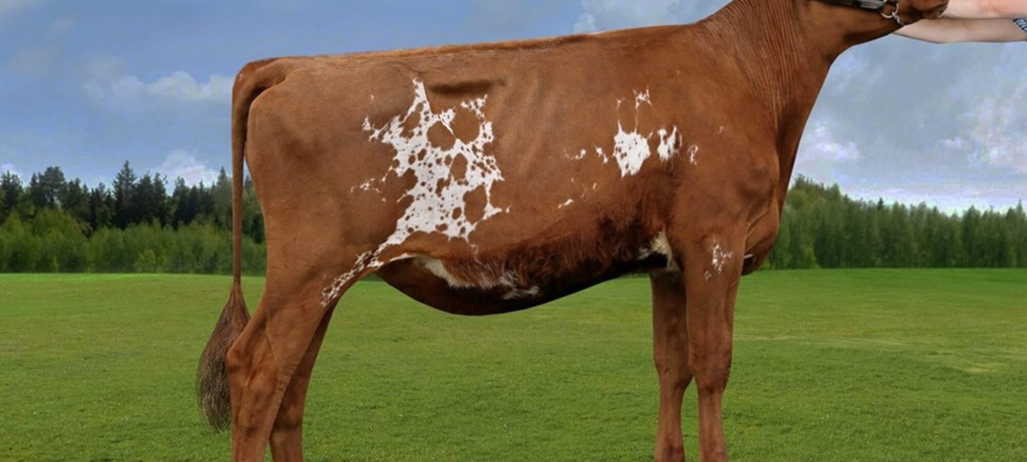 Cher-Bar Famous Sheraz - Sired by Hunnington Famous