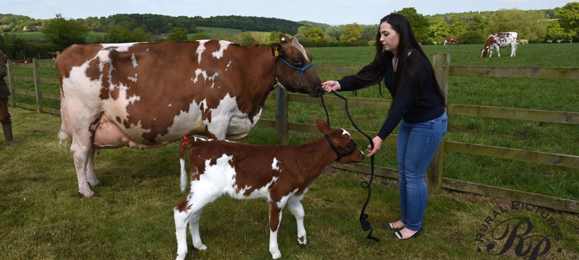 Sandyford Clover 10 EX 97 6E with her daughter Sandyford Crown Clover