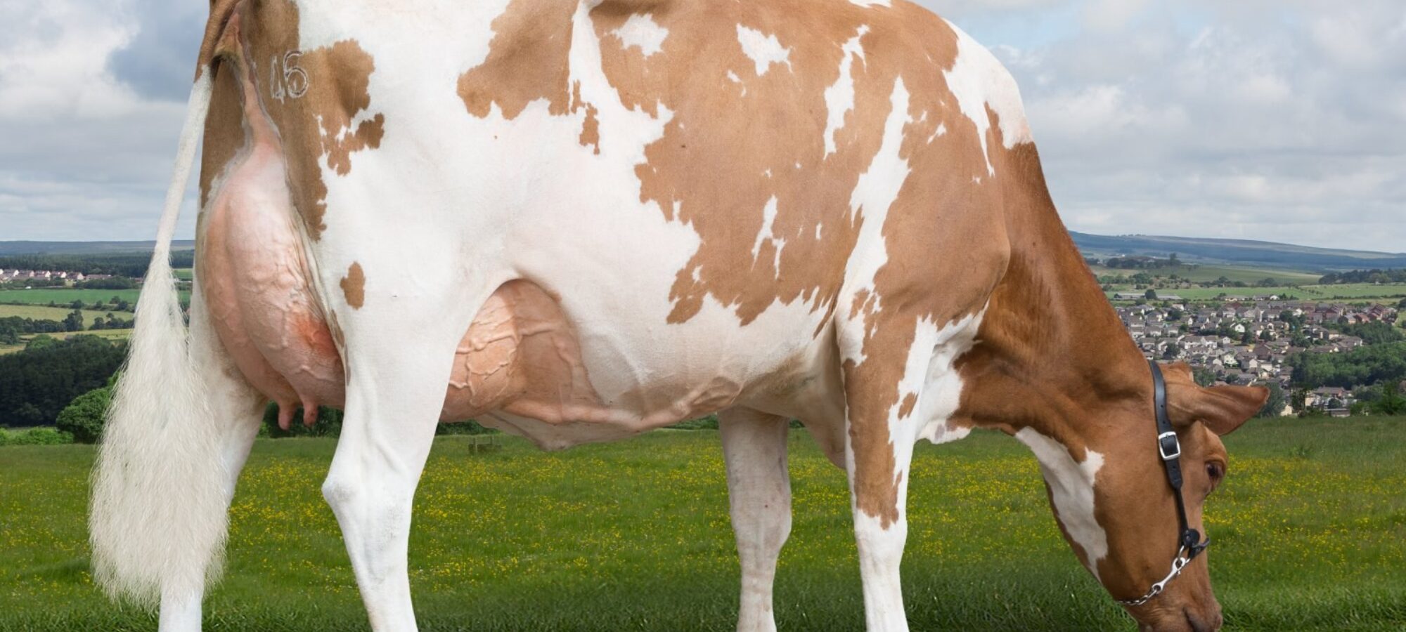 July sale - Top price at 4200 gns Changue Coffee Cream 30