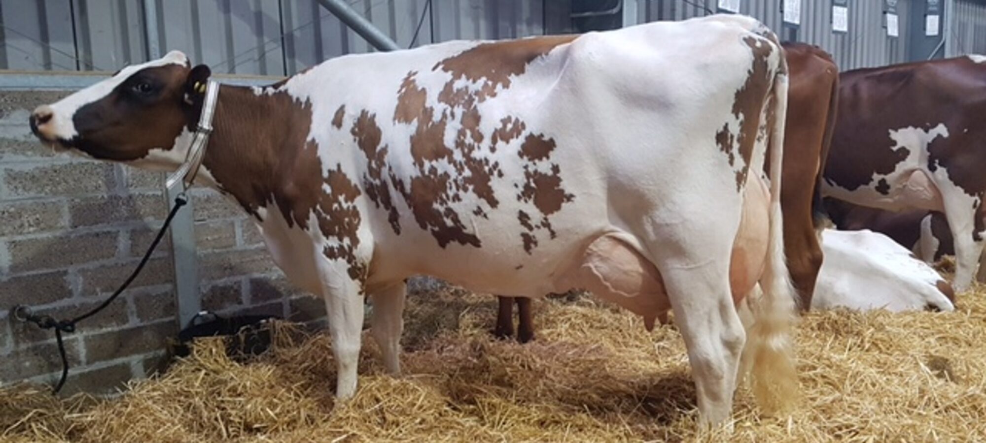 Pictured 2 months fresh at the Royal Cornwall Show 2017 is Coombe Perfek Peach EX 91