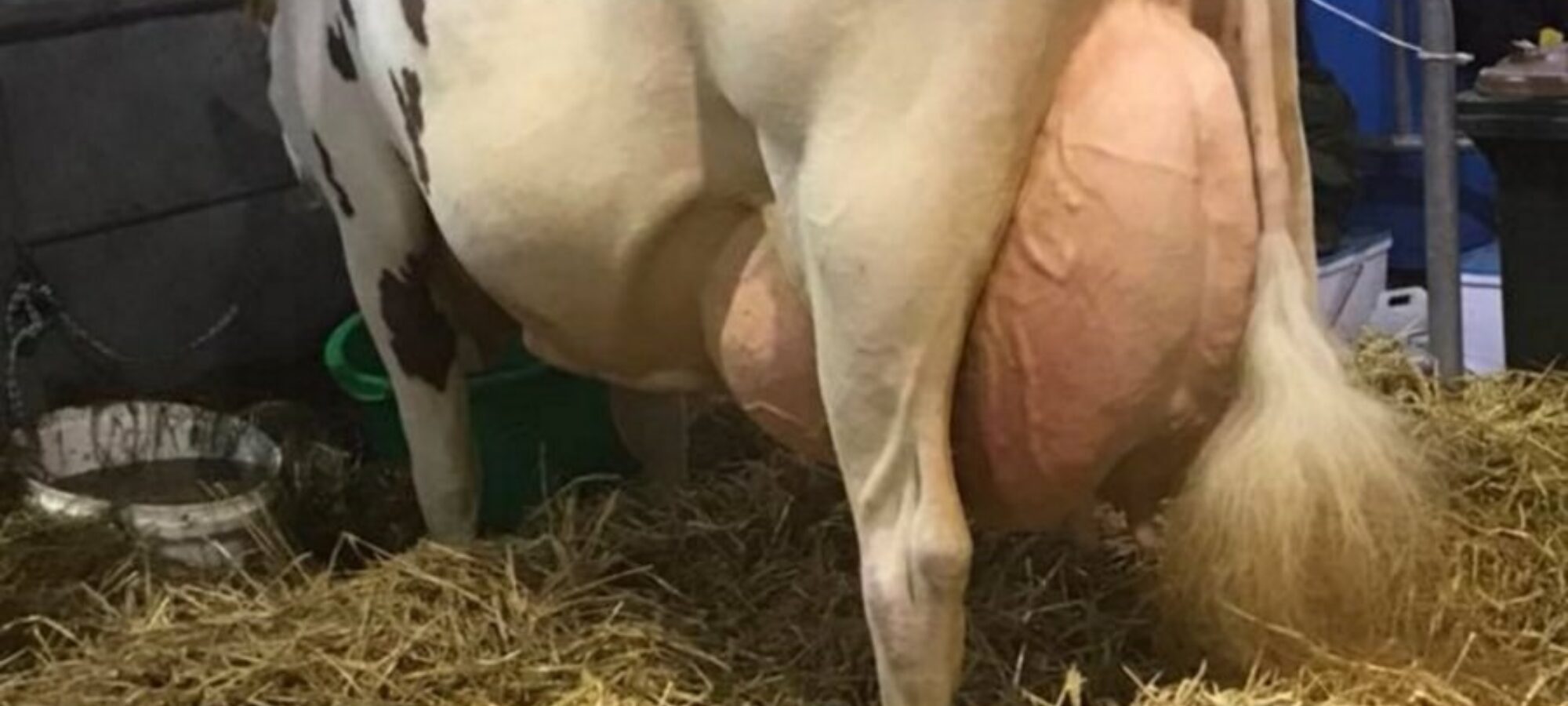Daughter of Ardmore Crown Napier