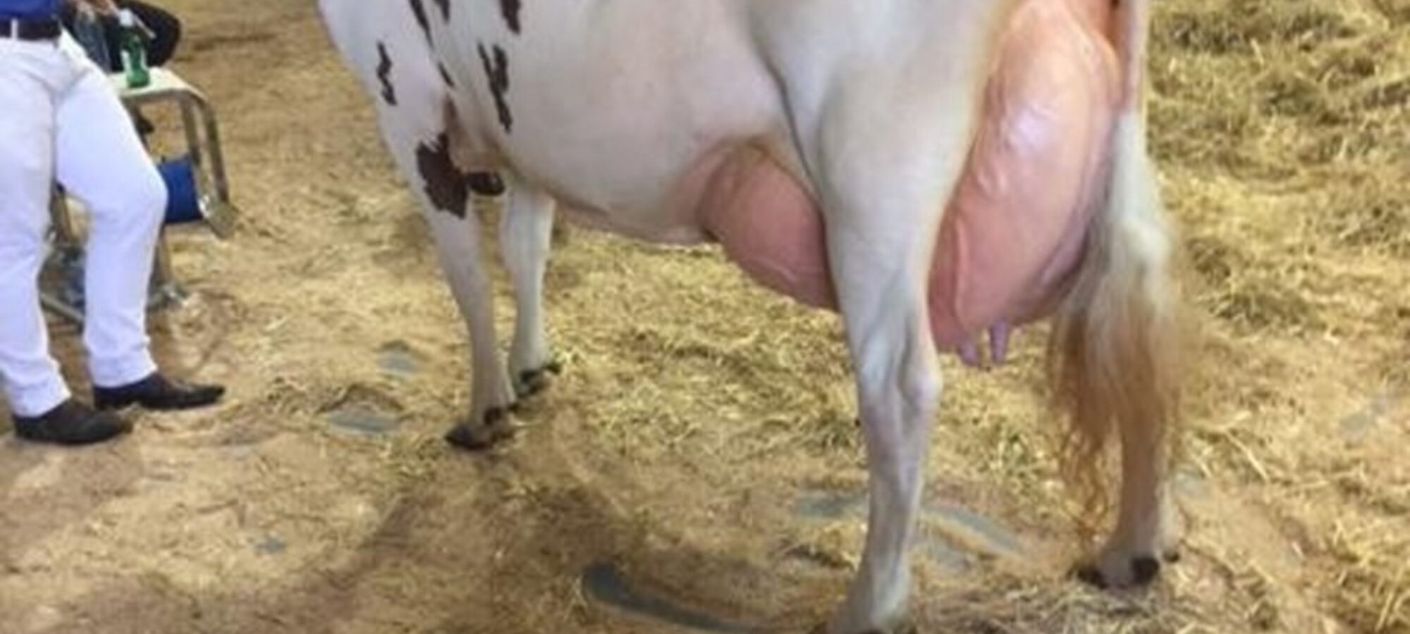 Cuthill Towers Crown Ray - 5 calves