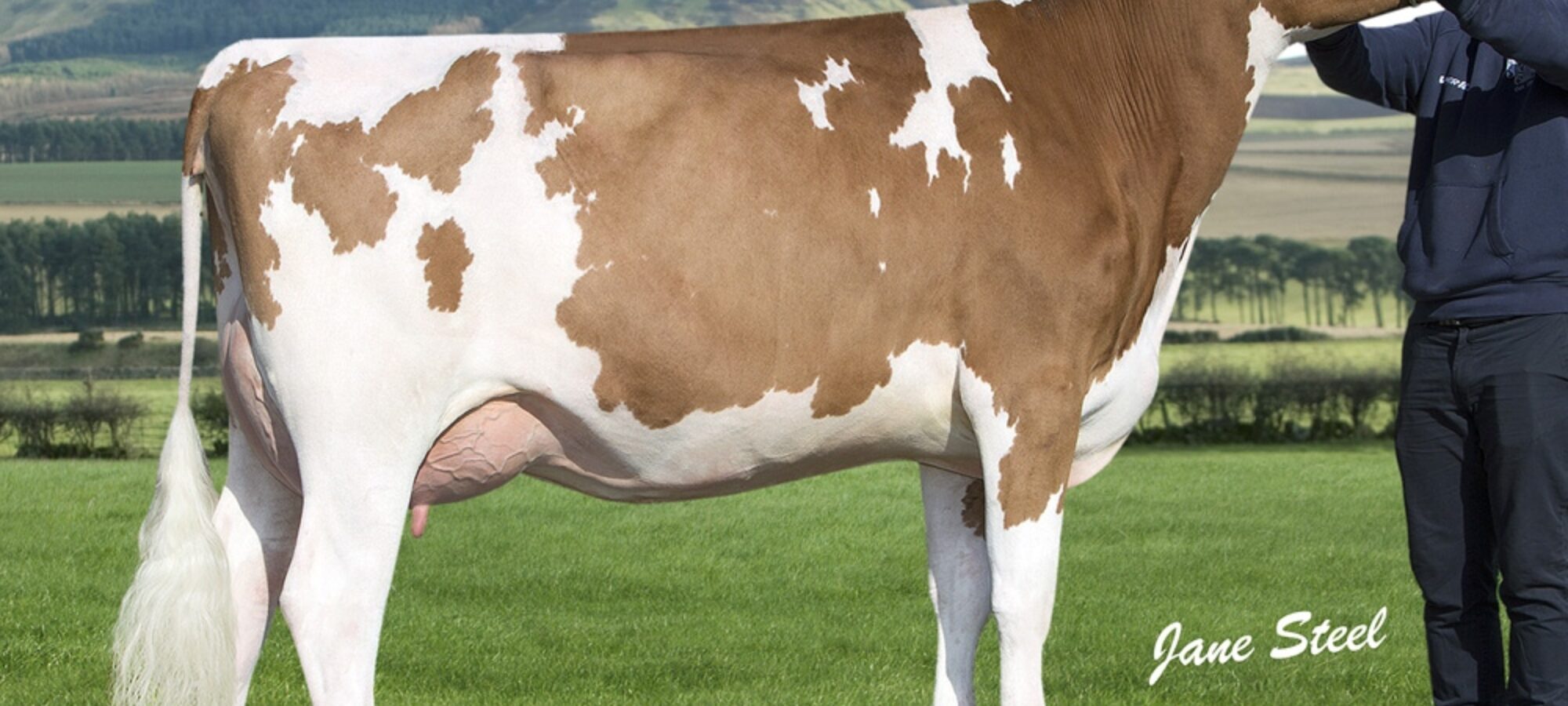 Daughter Of Madison - Cuthill Towers Miss Madison