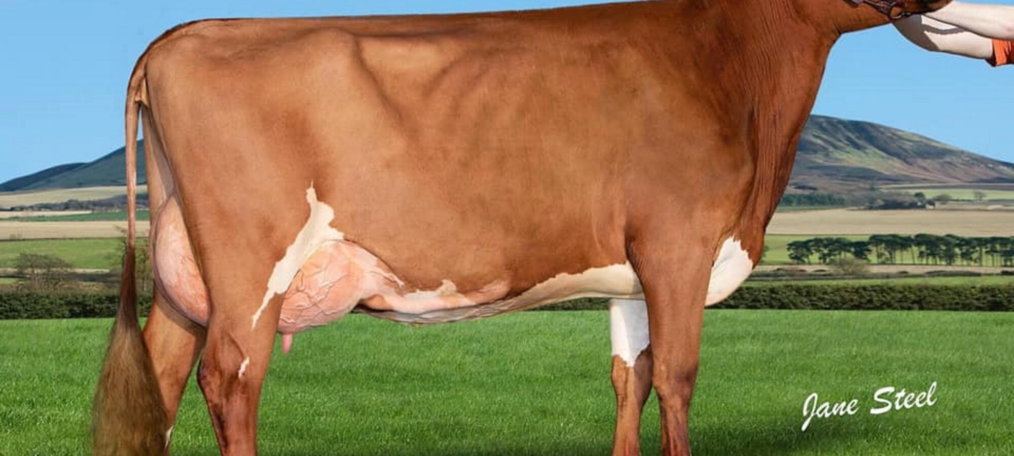 Sired by Cuthill Towers Buster