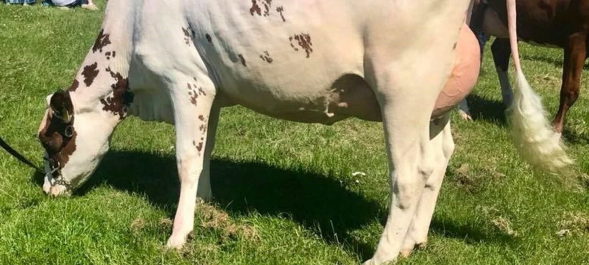 Hilltower Supreme Marcy VG86 2yo
