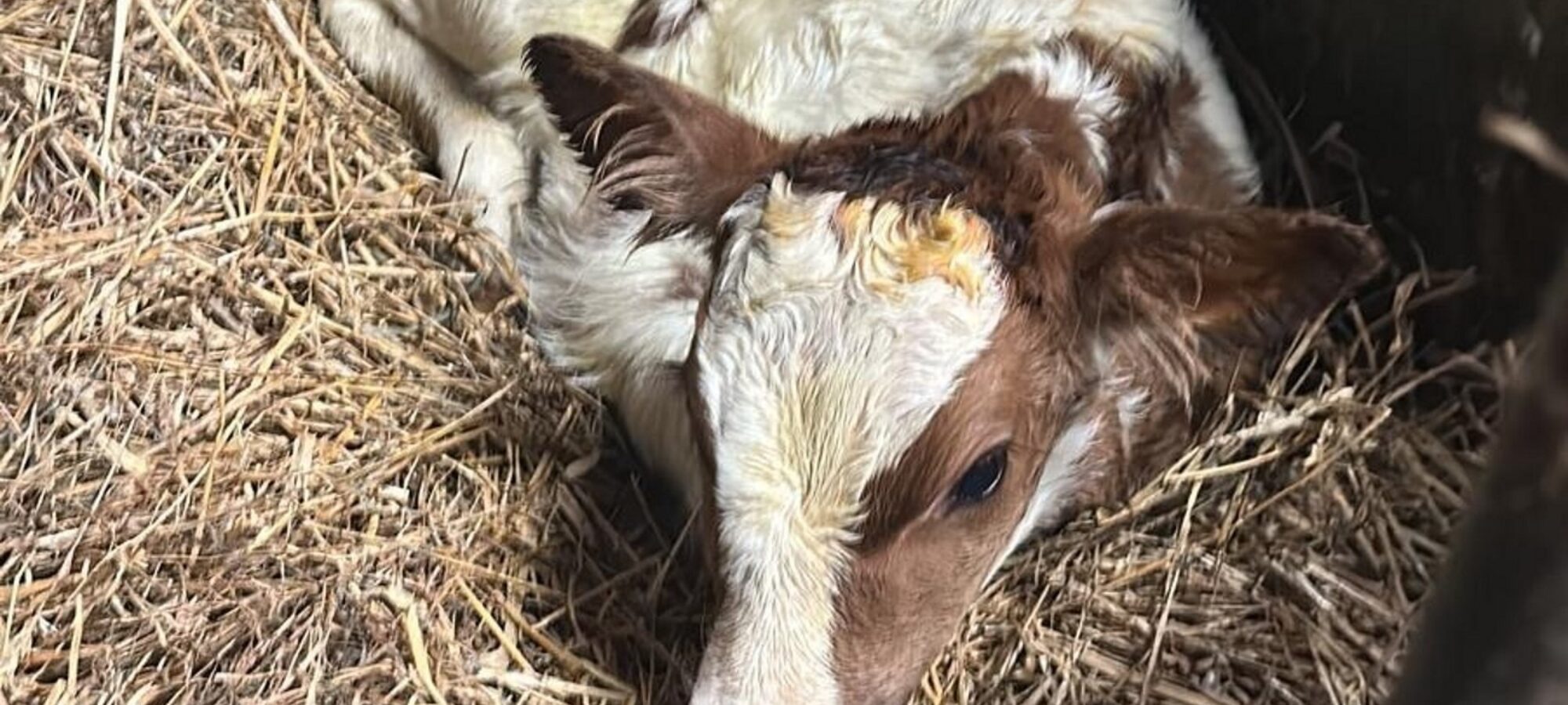 An early Troutbeck Daring calf who was born at Brieryside Ayrshires.