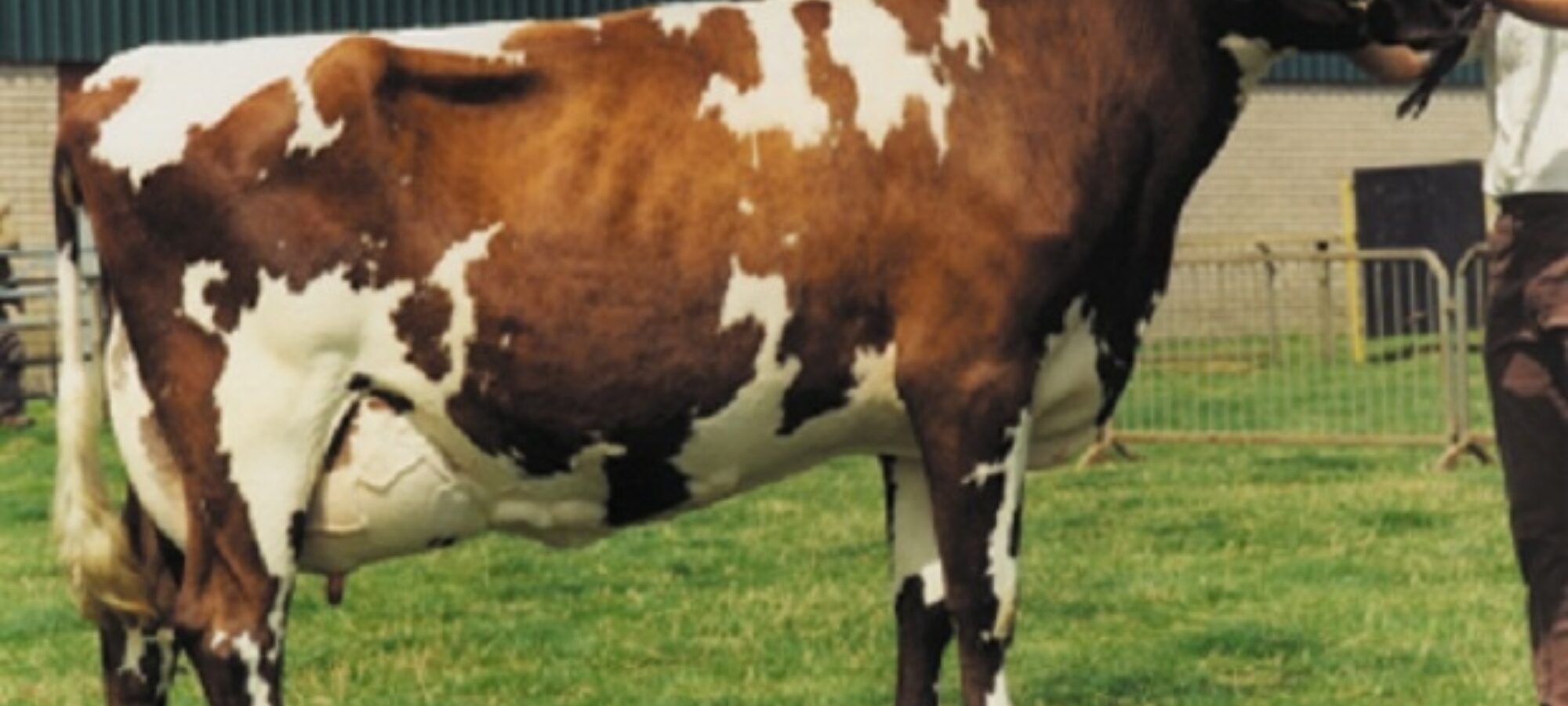 Dau. of Heligo - Stamford Freda 10 EX 94