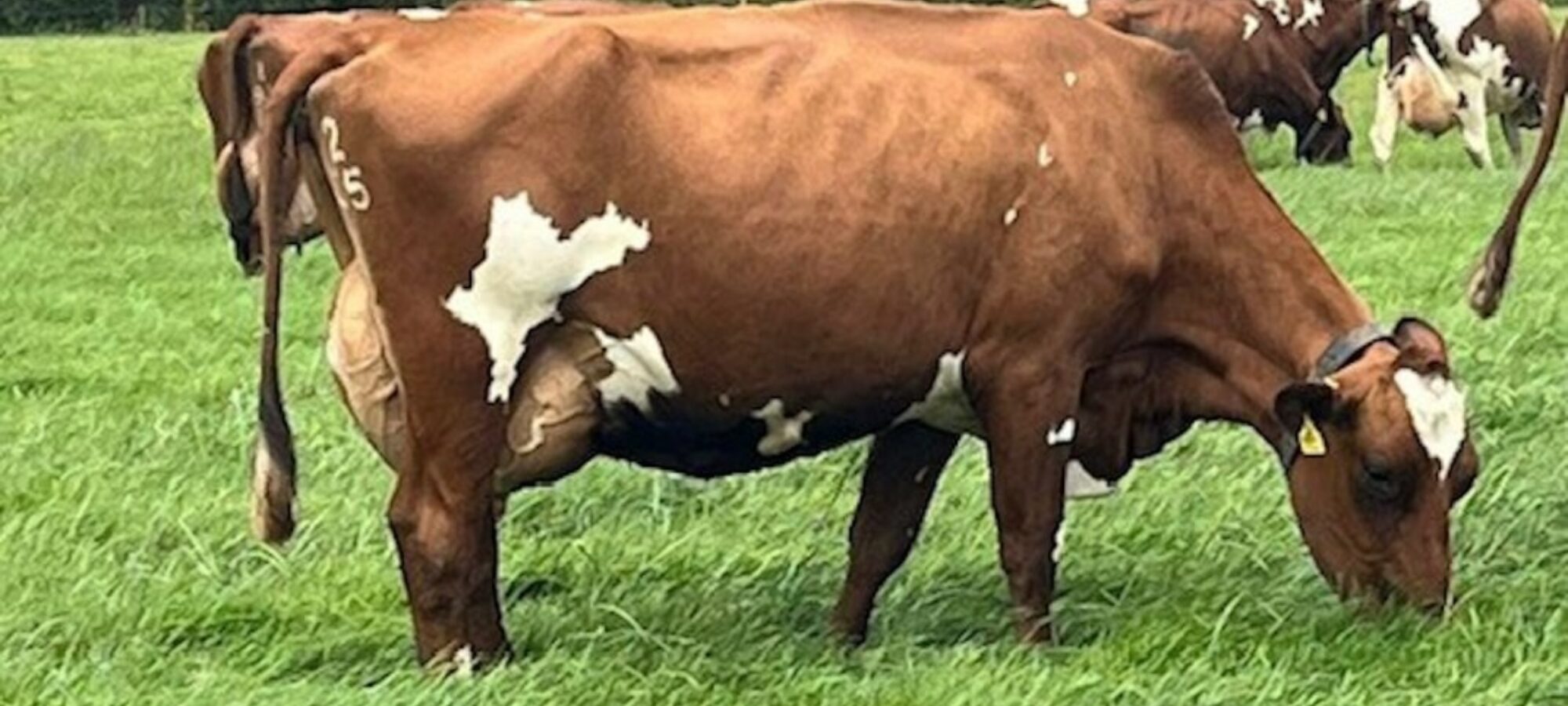 A fantastic Hilltown Oblique daughter in the Wroughton herd.