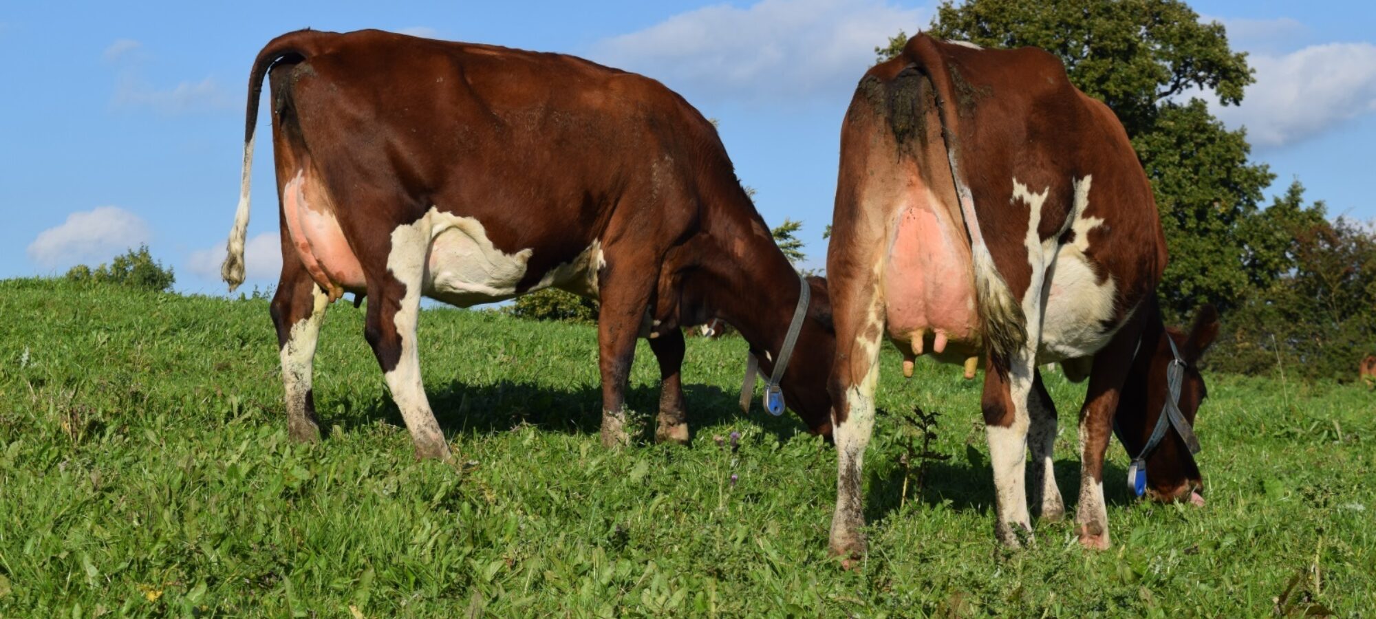 2 daughters of Stamford High Definition in the Bigginvale Herd