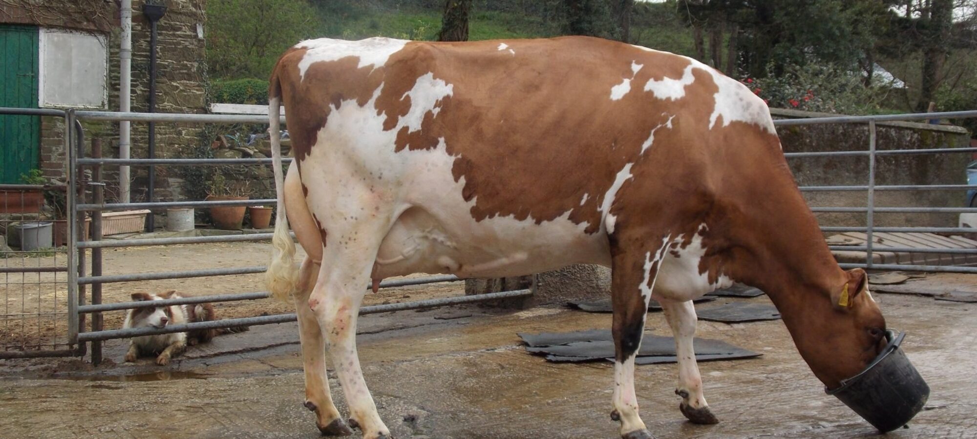 1st prize Red & White Cow Megarose Red Sapphire