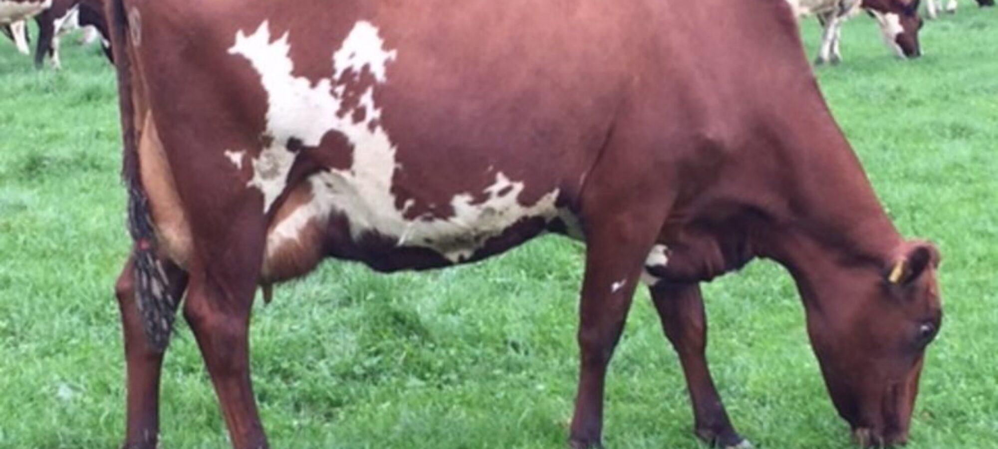 West Mossgiel Modern Reality daughter in the Dudley Wood herd