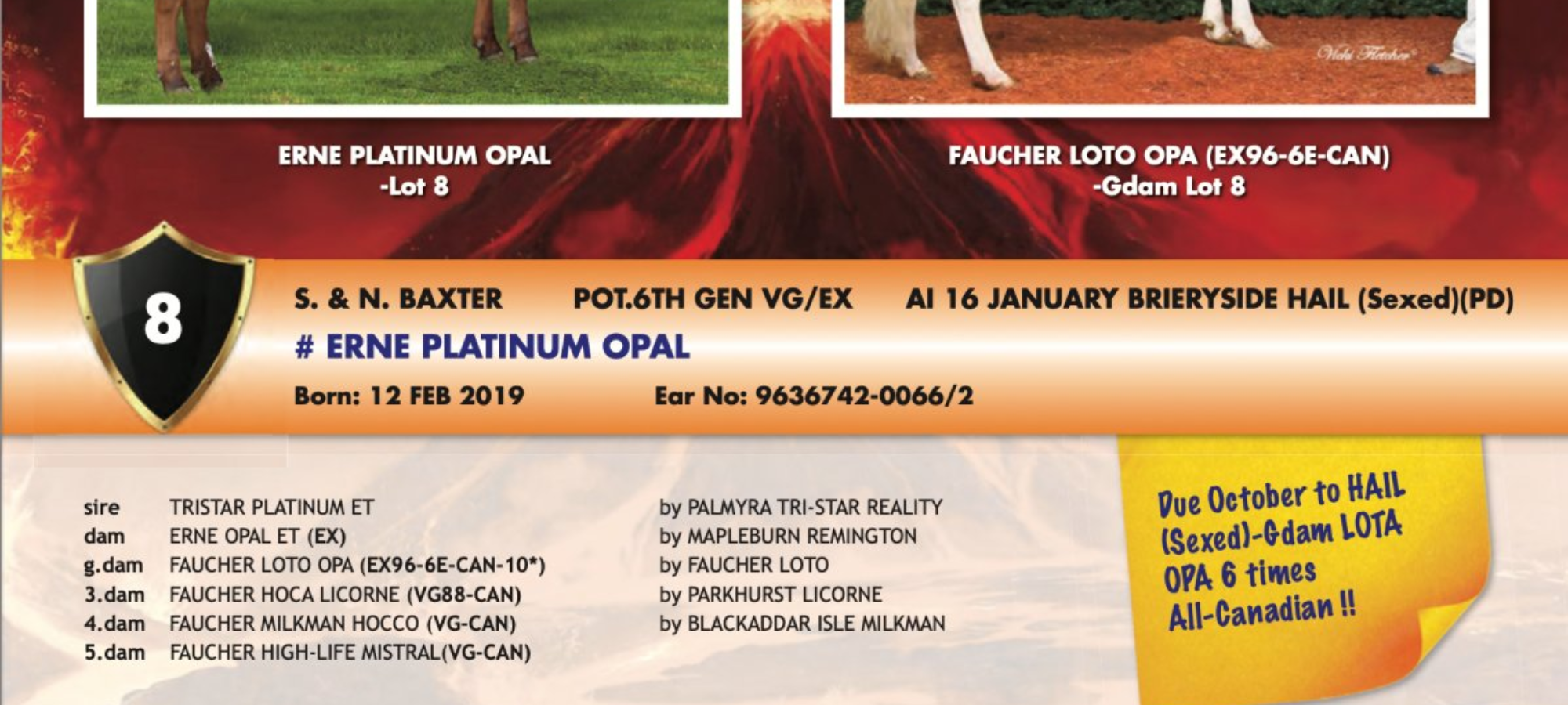 Lot 8 in the Summer Sizzler Sale Erne Platinum Opal