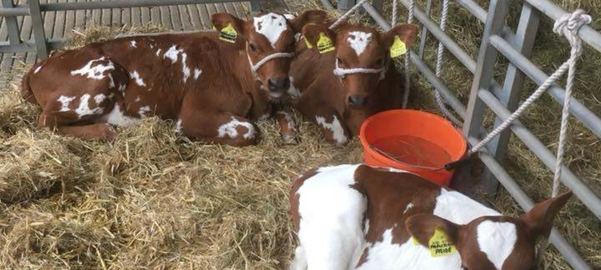 Butterbesley Calves in strong demand