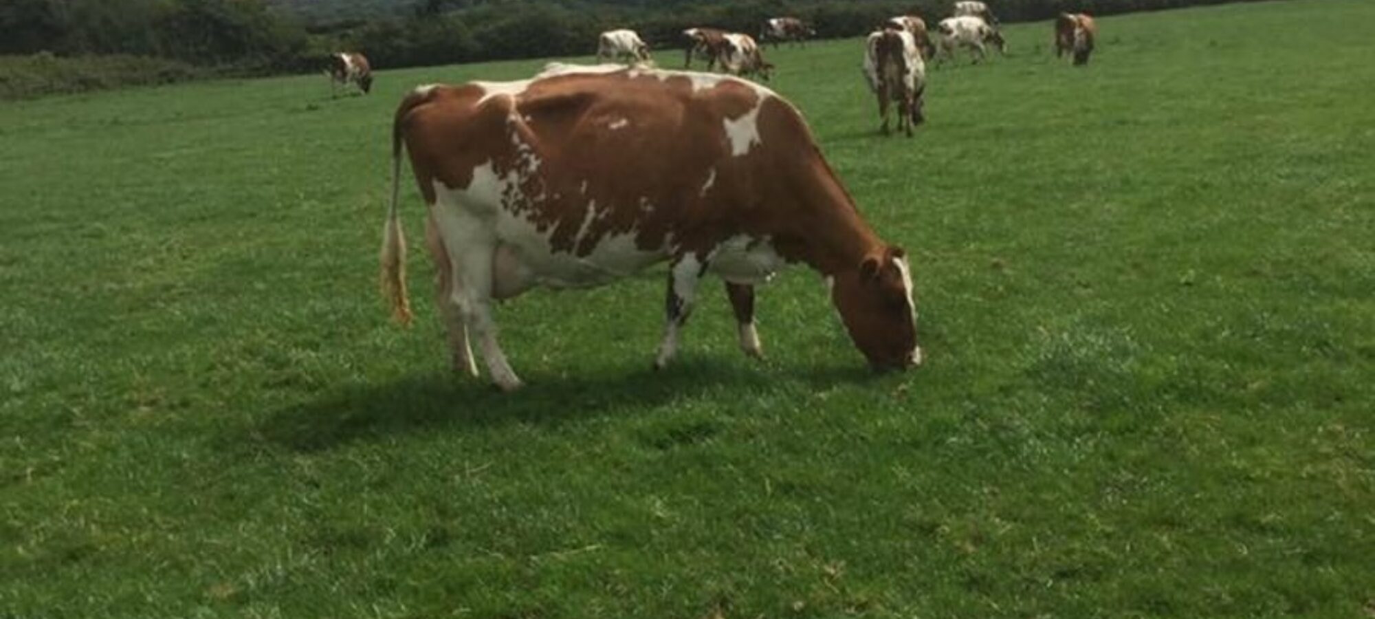 Hunnington Fragy 12 - EX96
