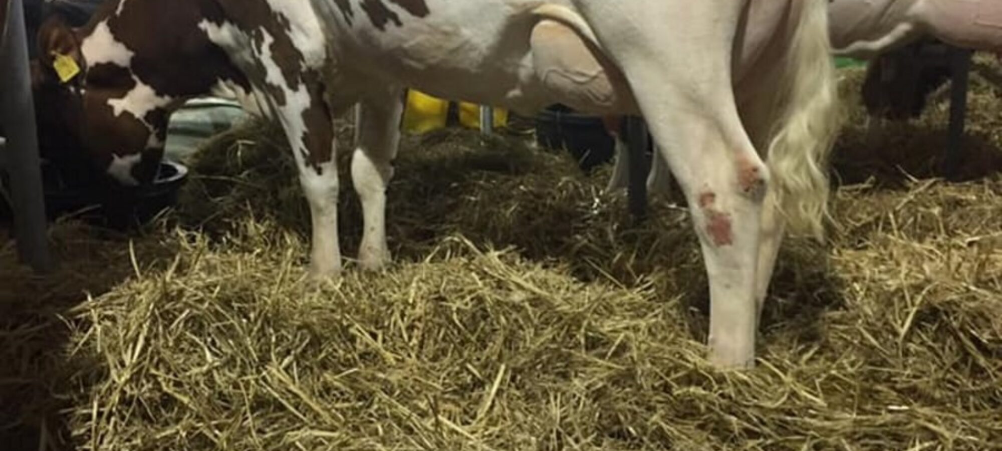 A daughter of Rosehill Manderville in the Grove herd