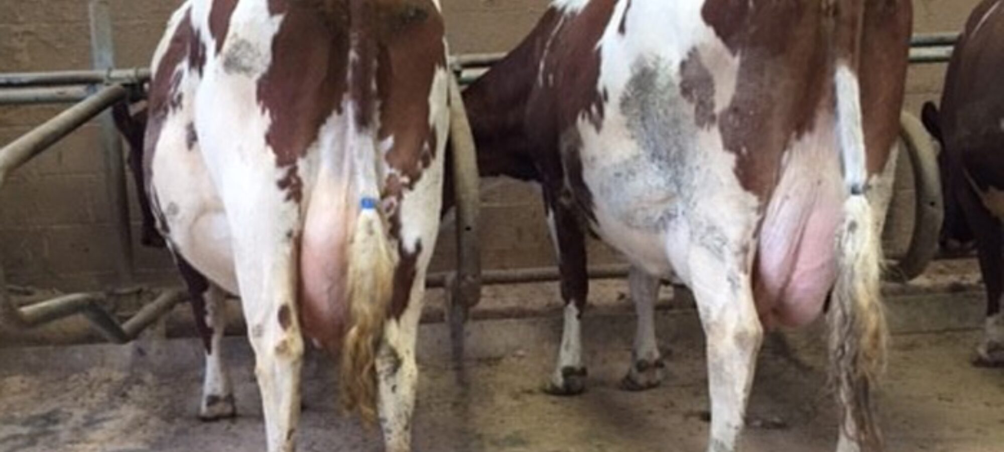 Hunnington Fragy 12 EX 96 and Hunnington Fragy 15 EX
