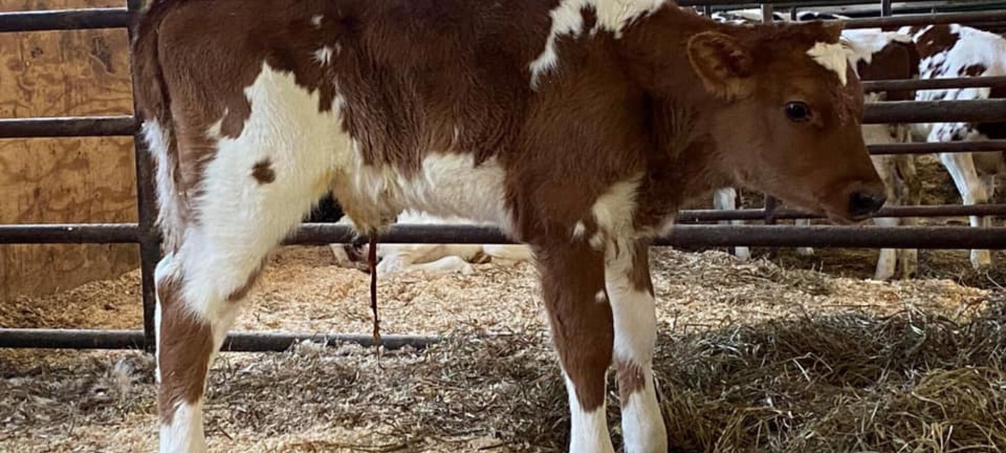 Brieryside Hail calf in Canada