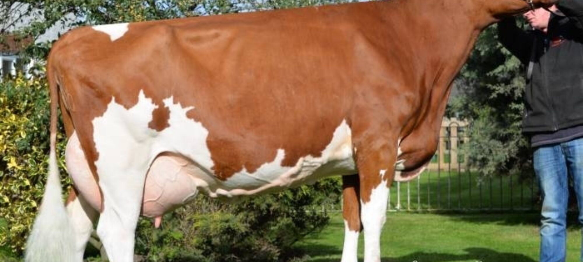 Dam of Beeline Ladys Man - Halmyre Urr Ladybird 443 EX92 2E SP(2) 2 Stars