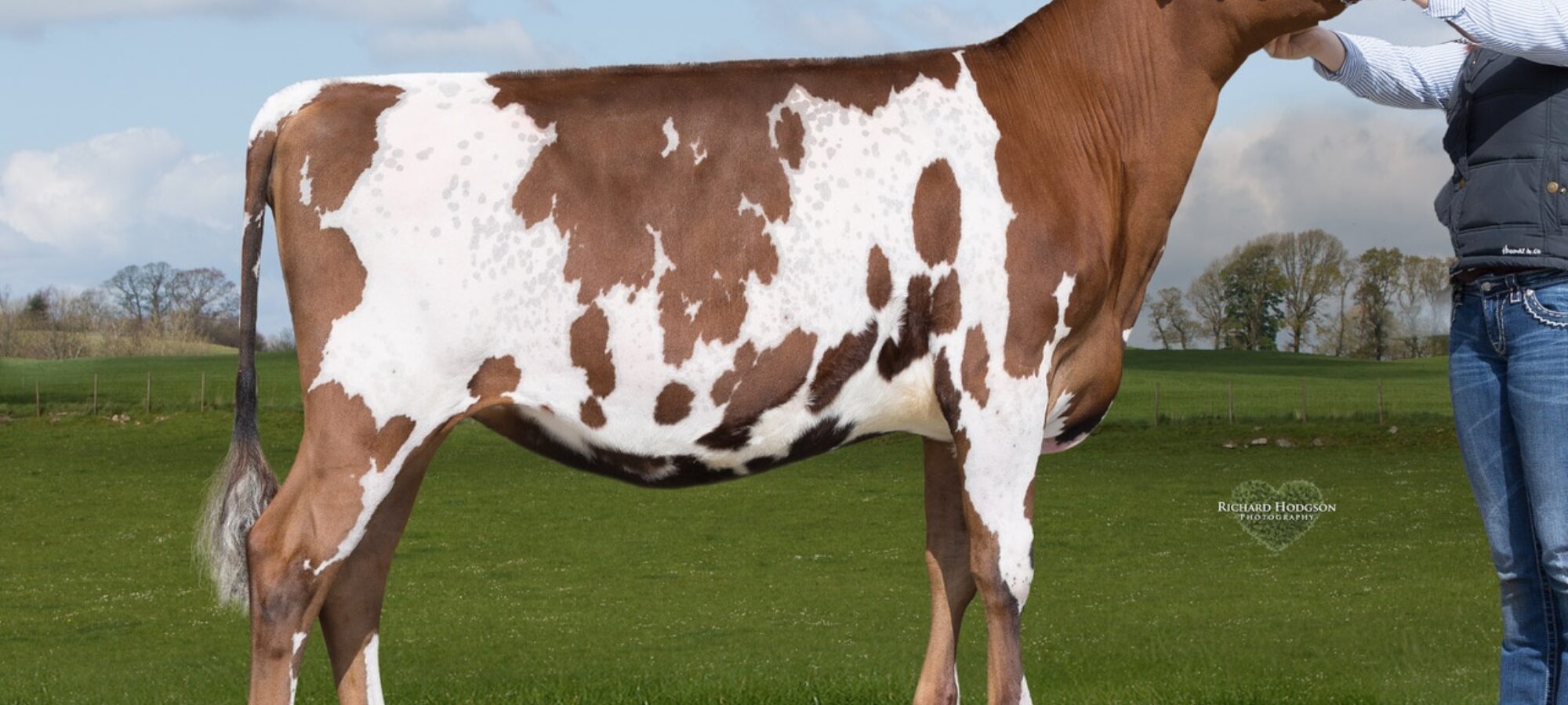 She Sells - Halmyre Urr Louise 363