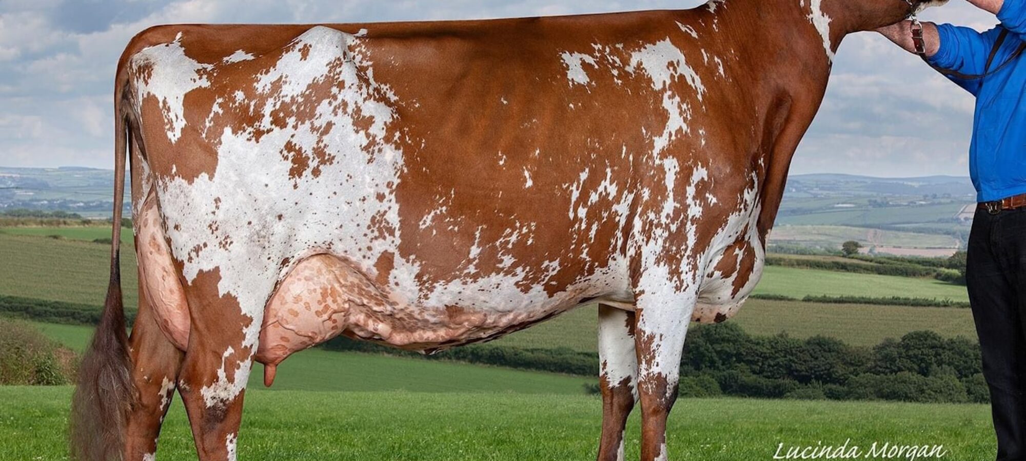 A daughter of Cuthill Towers Autumn Gold who features on the offer - Harrys Gold Primrose.