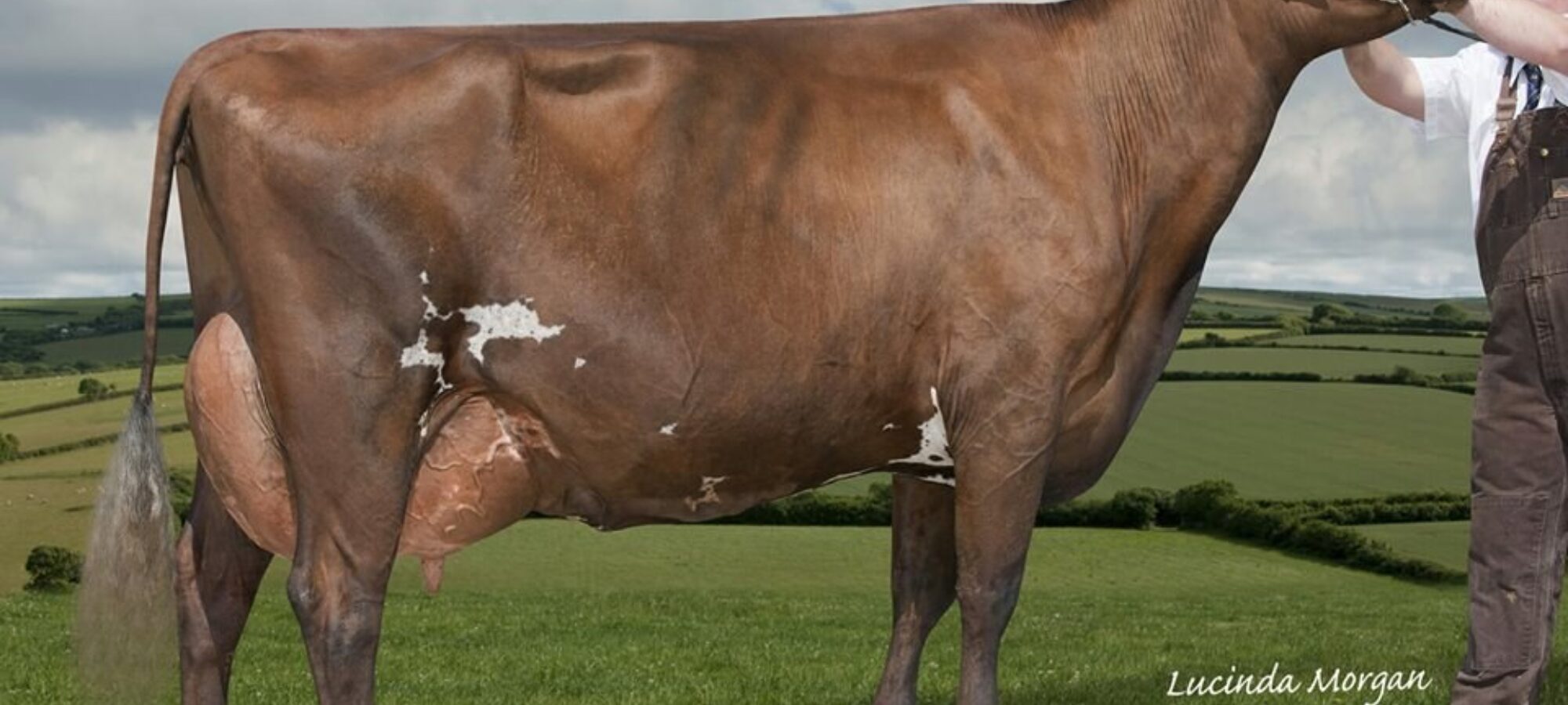 Pam Ayrs Dream Hawaii - Dam of Willhome Pams Horizon