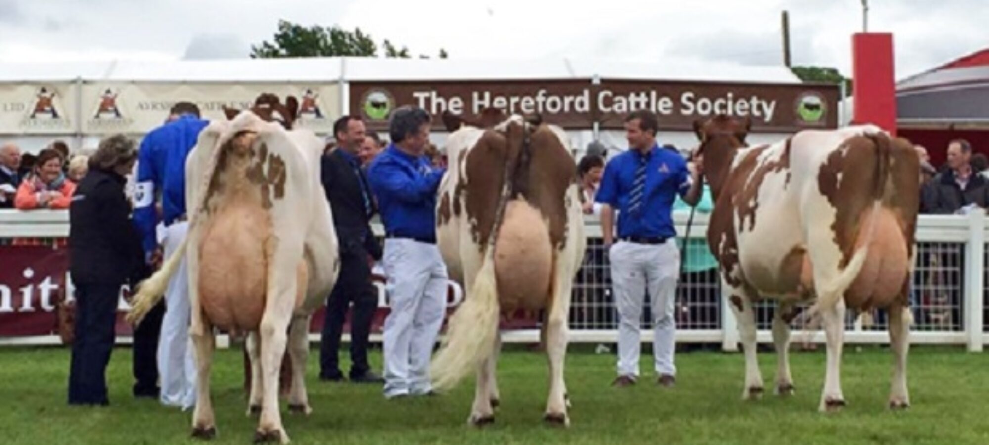 (L to R): Champion: Brieryside Executive Sparky 7. Reserve: Halmyre Urr Louise 254  Hon. Mention: Cuthill Towers Radar Ray 13
