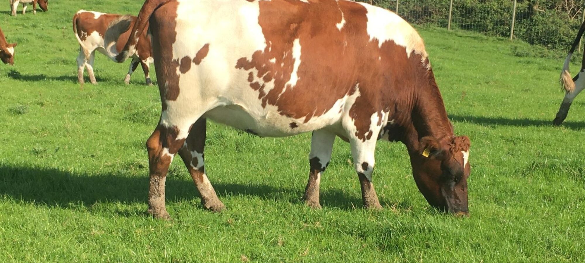 A typical heifer that is on offer at the Hilltown Ayrshire Draft sale this Friday at Exeter.