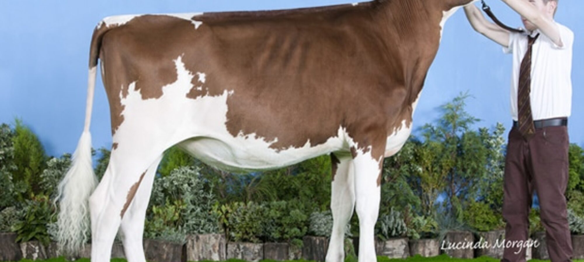 Champion Calf - Hunnington Monica 77 (Hunnington Mandella) - C Window