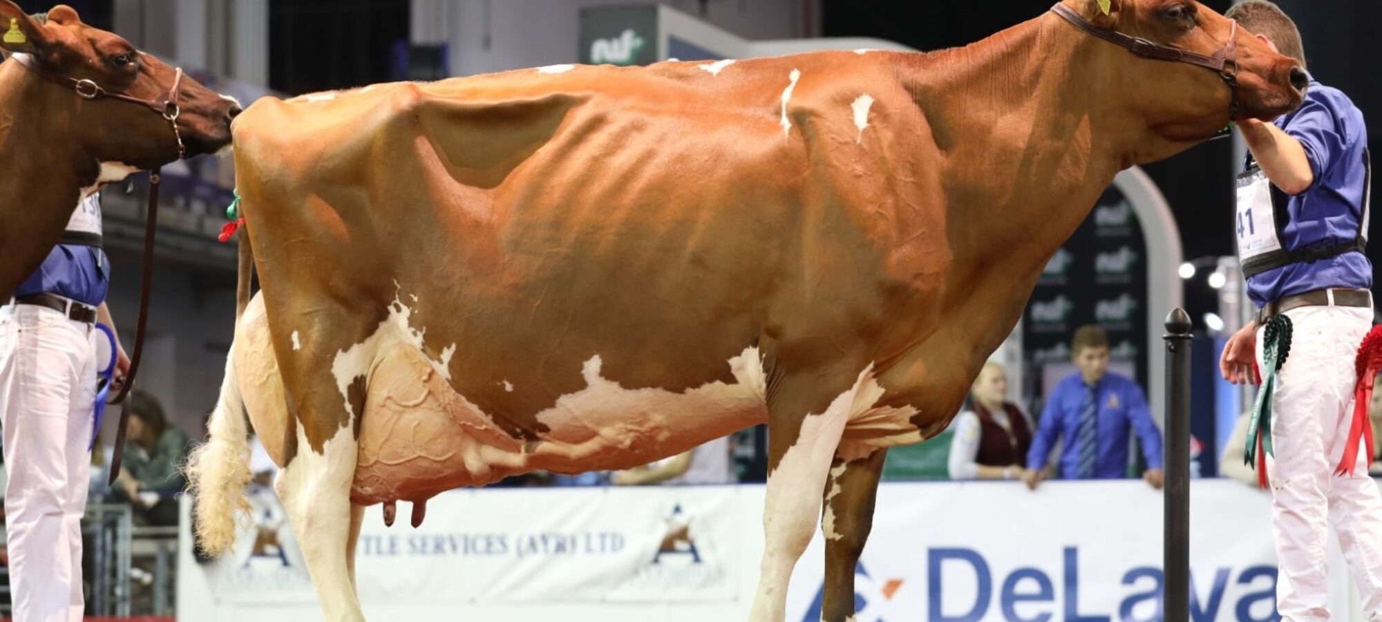 Hunnington Fragy 16 EX96 (5E) the maternal sister to Hunnington Fantasy