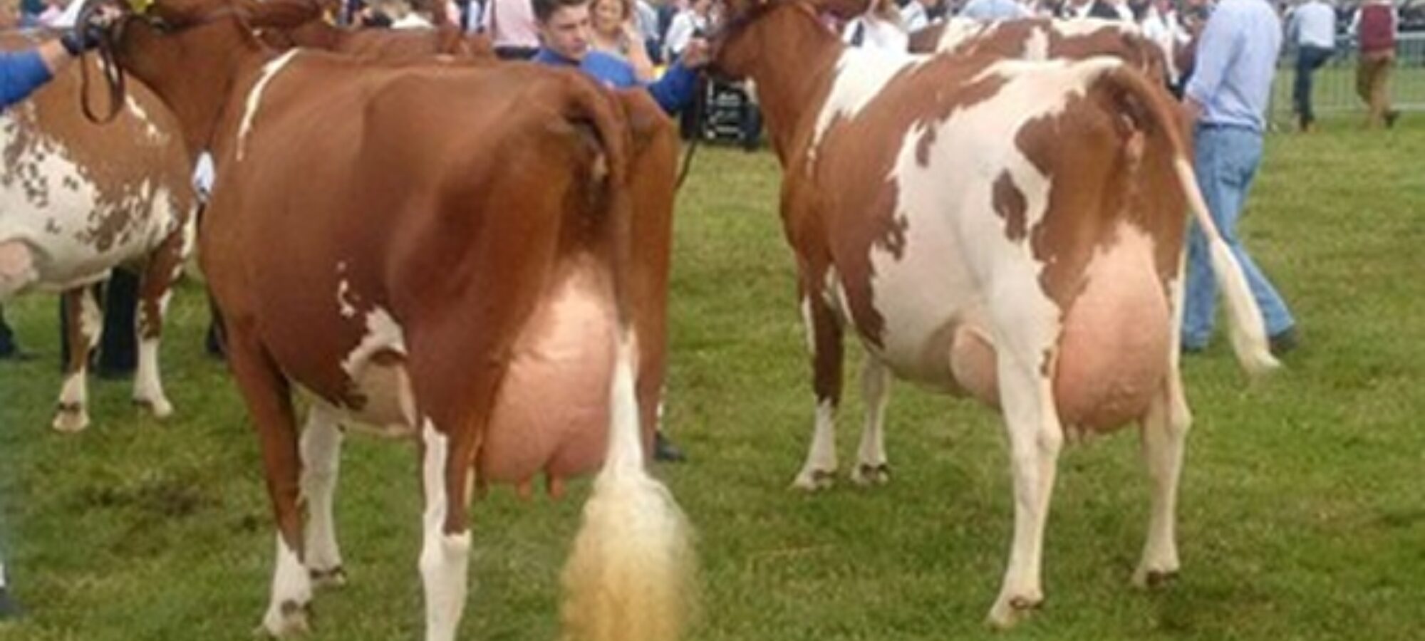Breed Champion Hunnington Fragy 16 VG 89 (Hunnington Mandella) - C & L Window