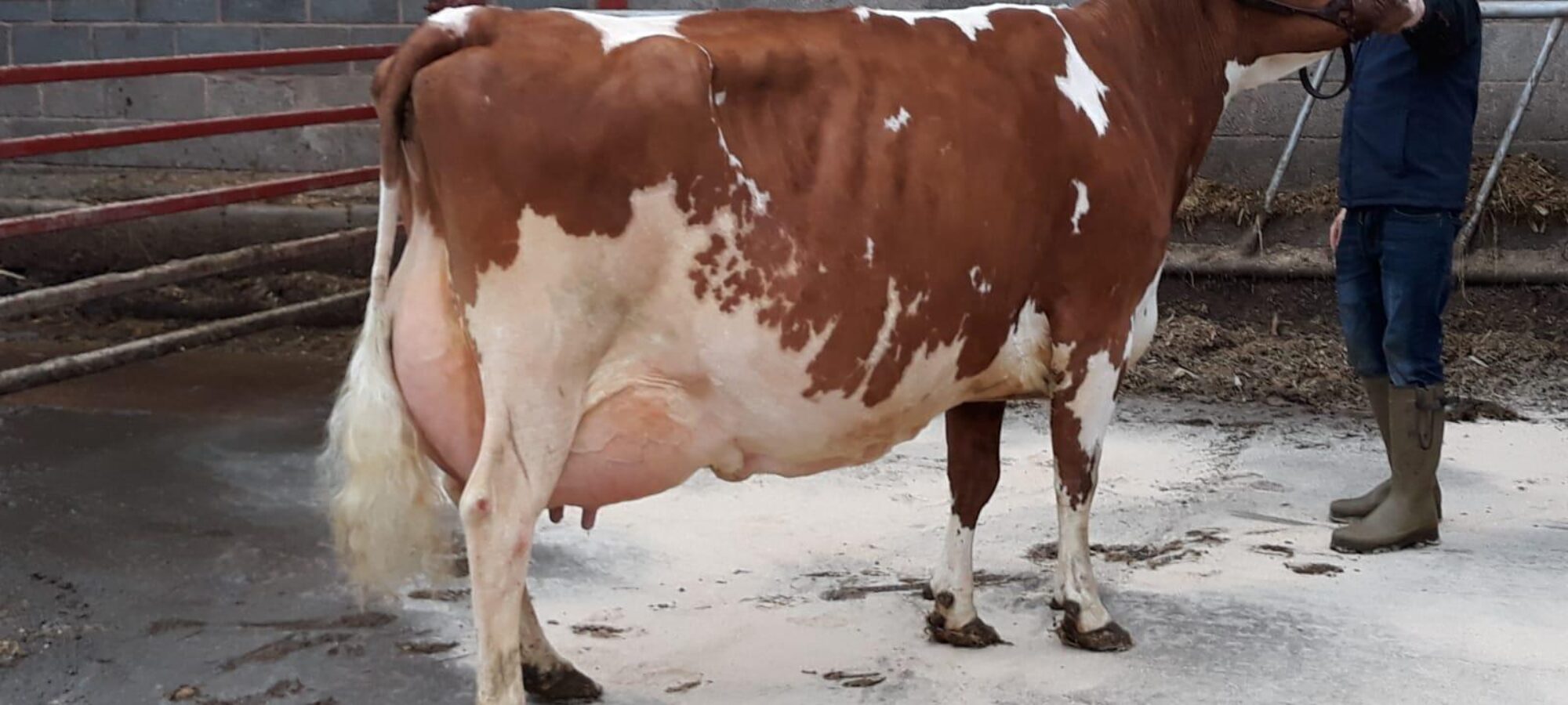 Hunnington Fragy 12 EX97 (7E)