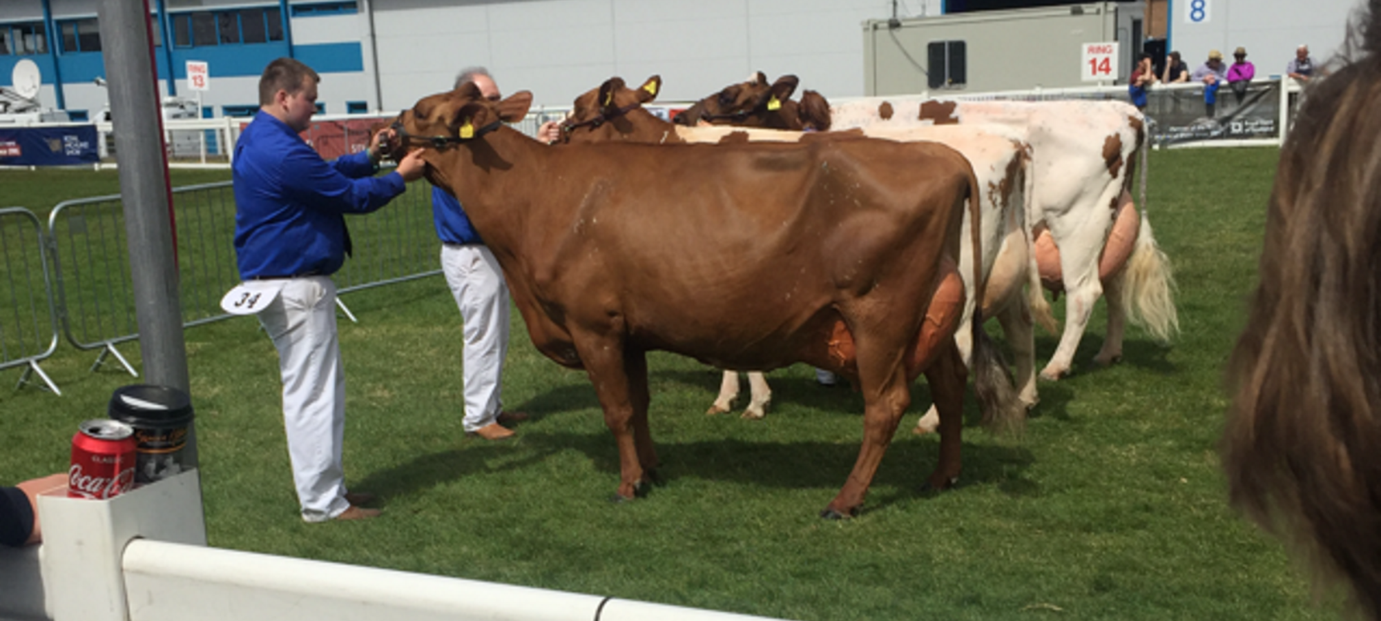 Martha wiining the aged cow class at the Royal Highland