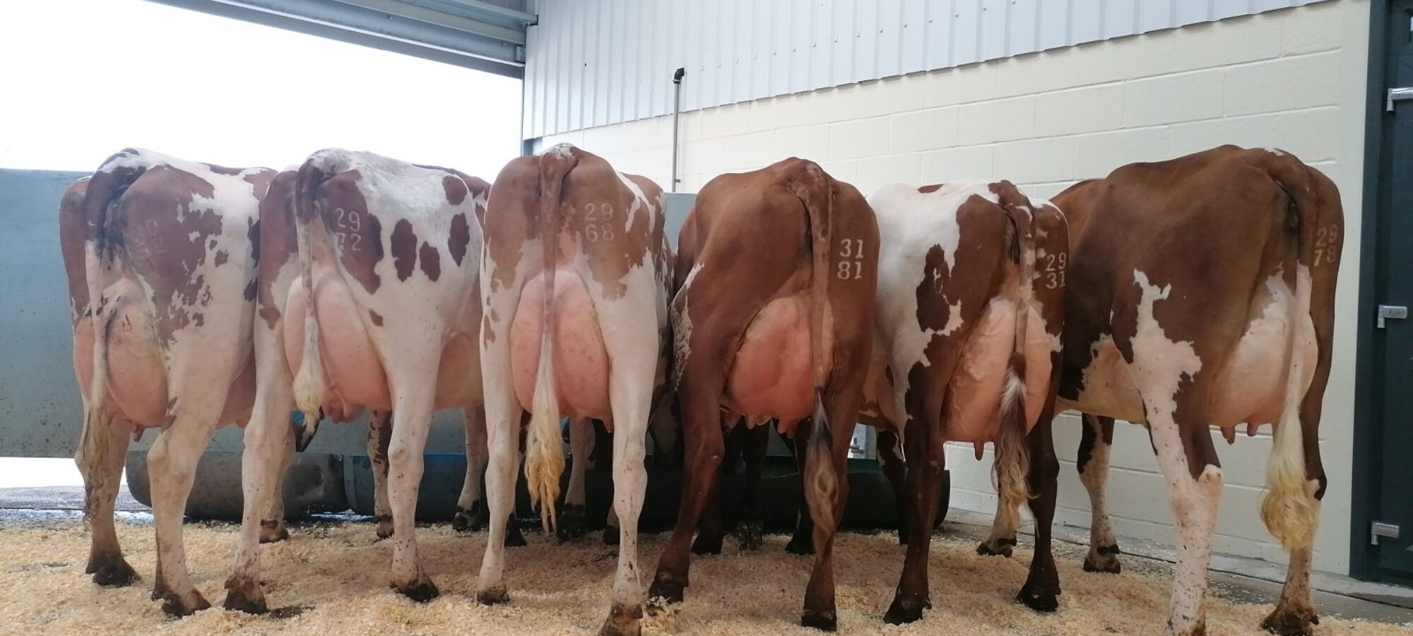 The class of six heifers to judge