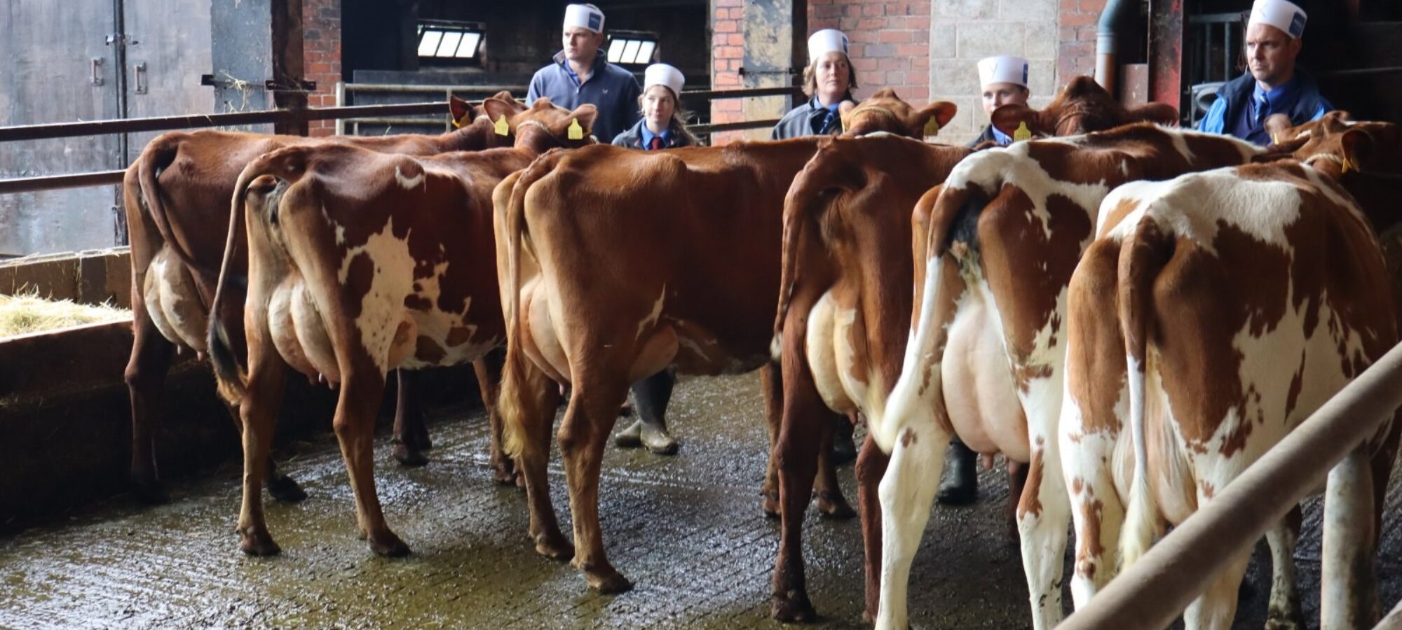 Heifer Class Concensus Result