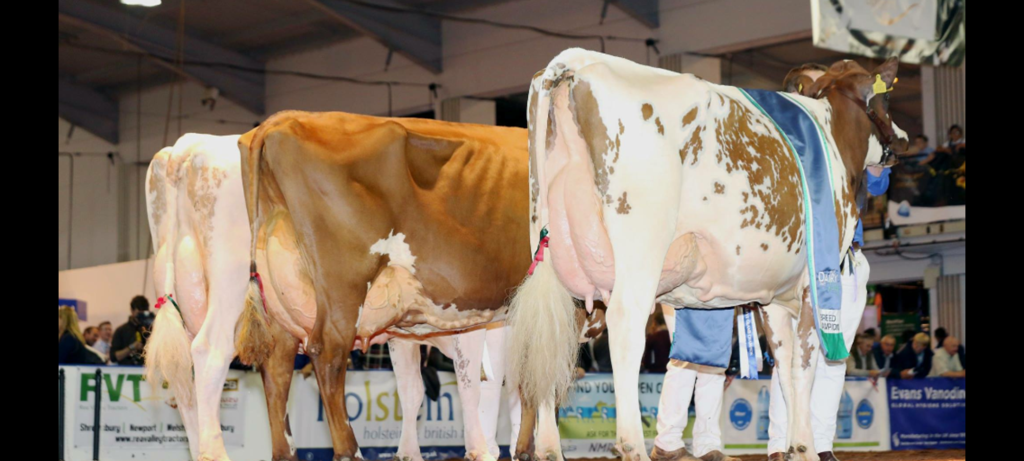 Champion Line up R to L, Grand Champion - Swaites Bright Spark 5, Reserve - Swaites Dainty 11, H Mention - Sandyford Mayflower 14