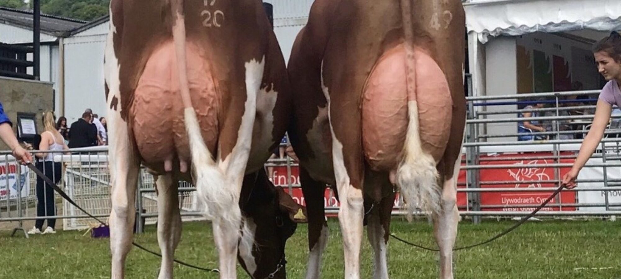 Champion, Interbreed Pairs (Evie Tomlinson)