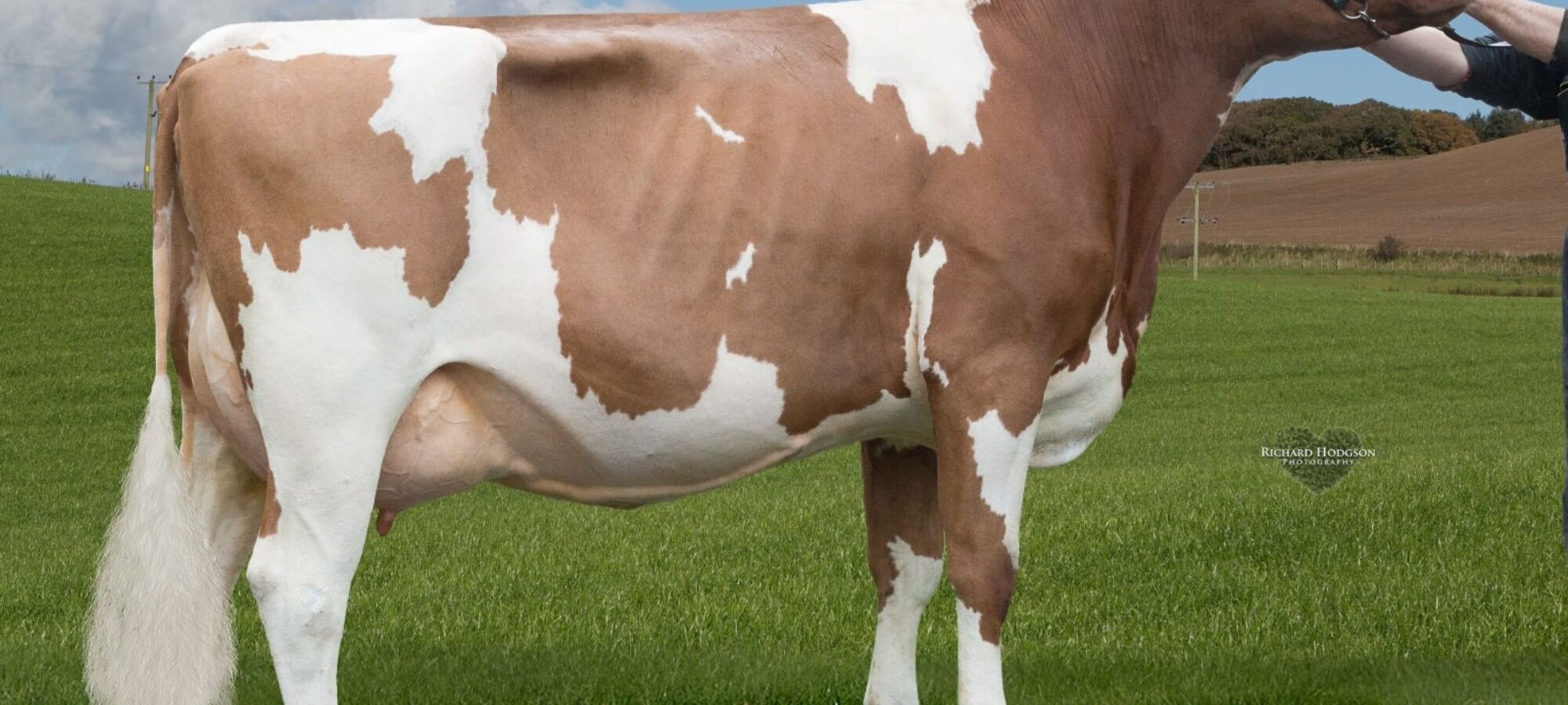 Jamara Nickle Gladys as a heifer