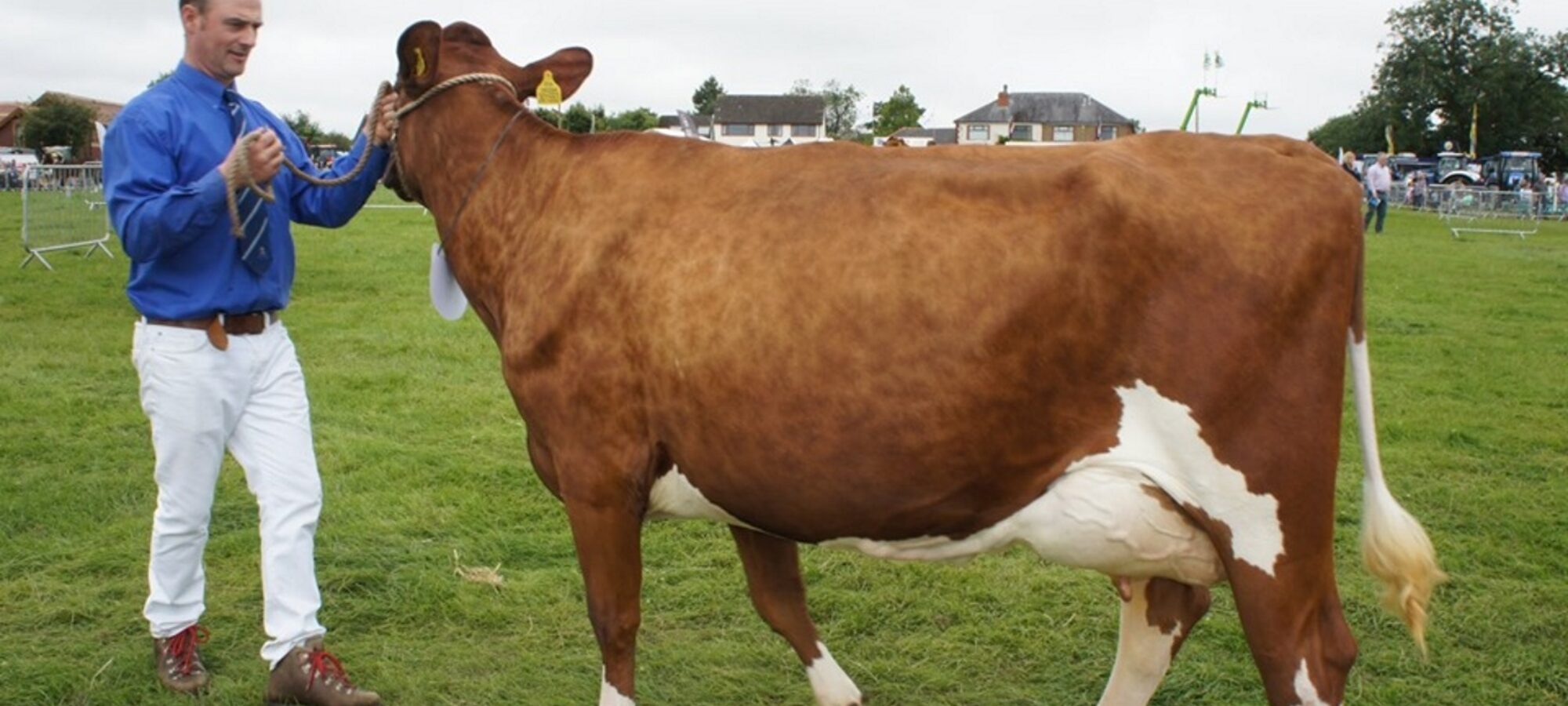 Jamara Nickle Little Minx - Sired by Swaites Nickle