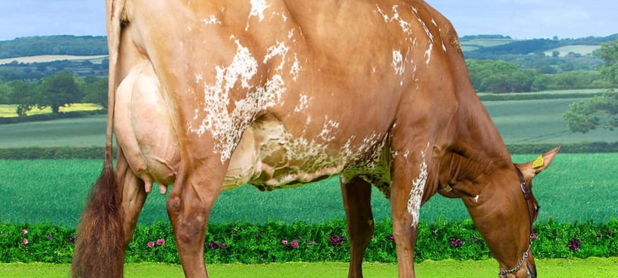 Jamara Triclo Heather Honey - Sired by Sandyford Triclo