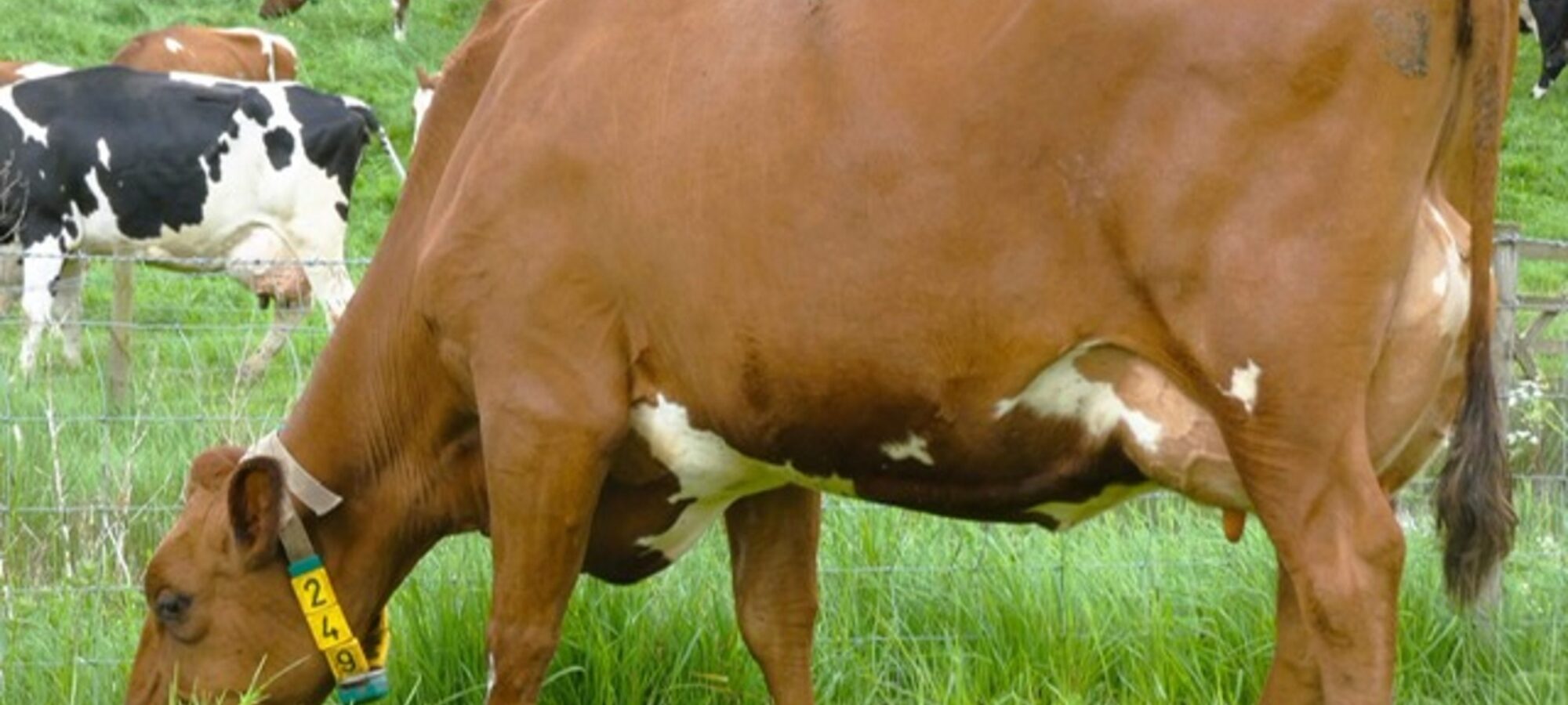 Fresh with her second calf - Jamara Willows Betty sired by Harperfield Wind in the Willows.