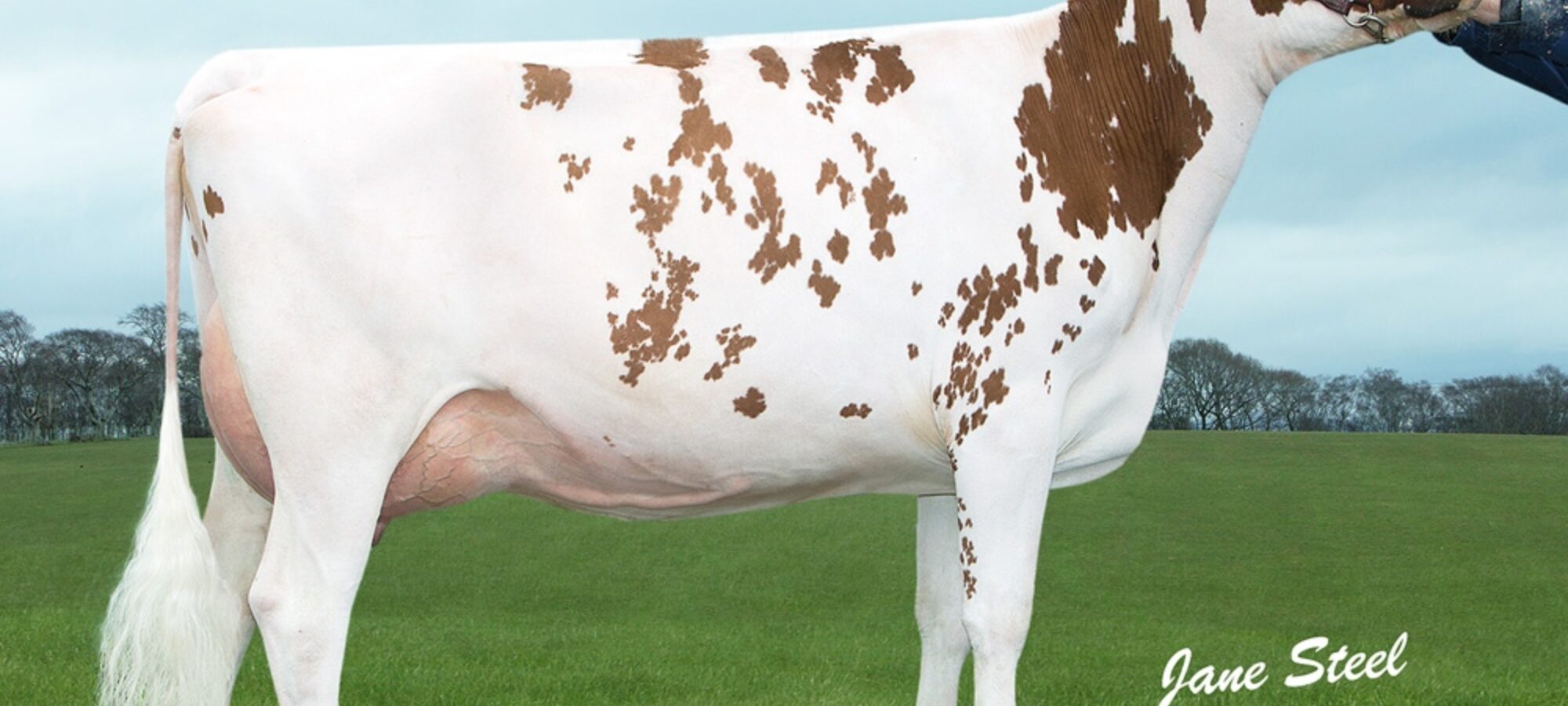 Knowe Bertha 245 VG 86